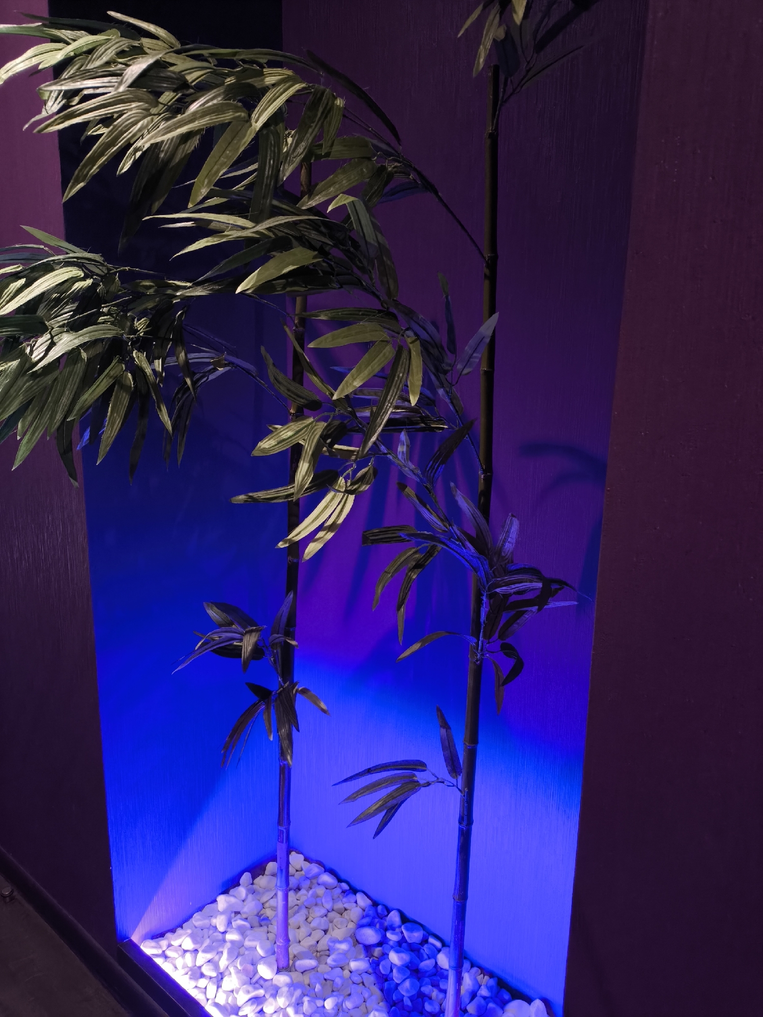 The image depicts an interior decoration featuring bamboo stalks in a recessed space. The location is indiscernible and unconfirmed to be Moscow, Russia. Two bamboo stalks stand in a bed of white decorative stones. The recessed wall behind the stalks is illuminated with blue light, while the side walls are painted a dark maroon color. The bamboo stalks have green leaves. The overall scene suggests a contemporary, decorative, or spa-like setting. No people are visible.