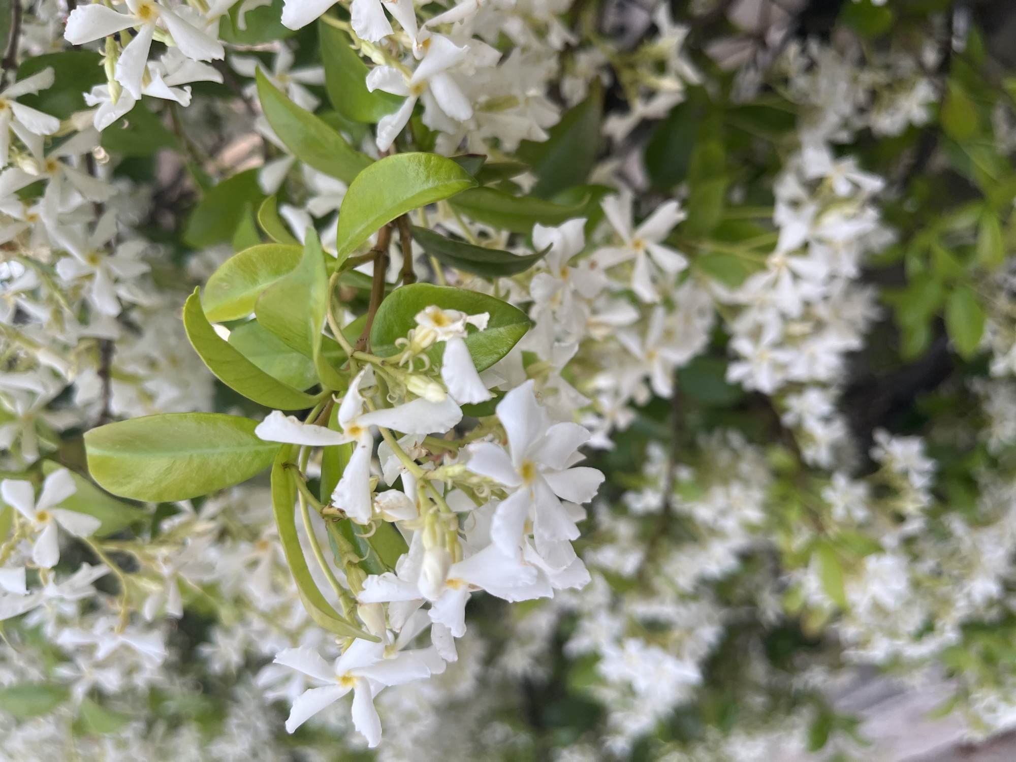 The image shows a close-up of a flowering plant, likely Star Jasmine (Trachelospermum jasminoides), with numerous white, star-shaped flowers and glossy, dark green leaves. The flowers are densely clustered, and the background is filled with more of the same plant. The location is unknown.