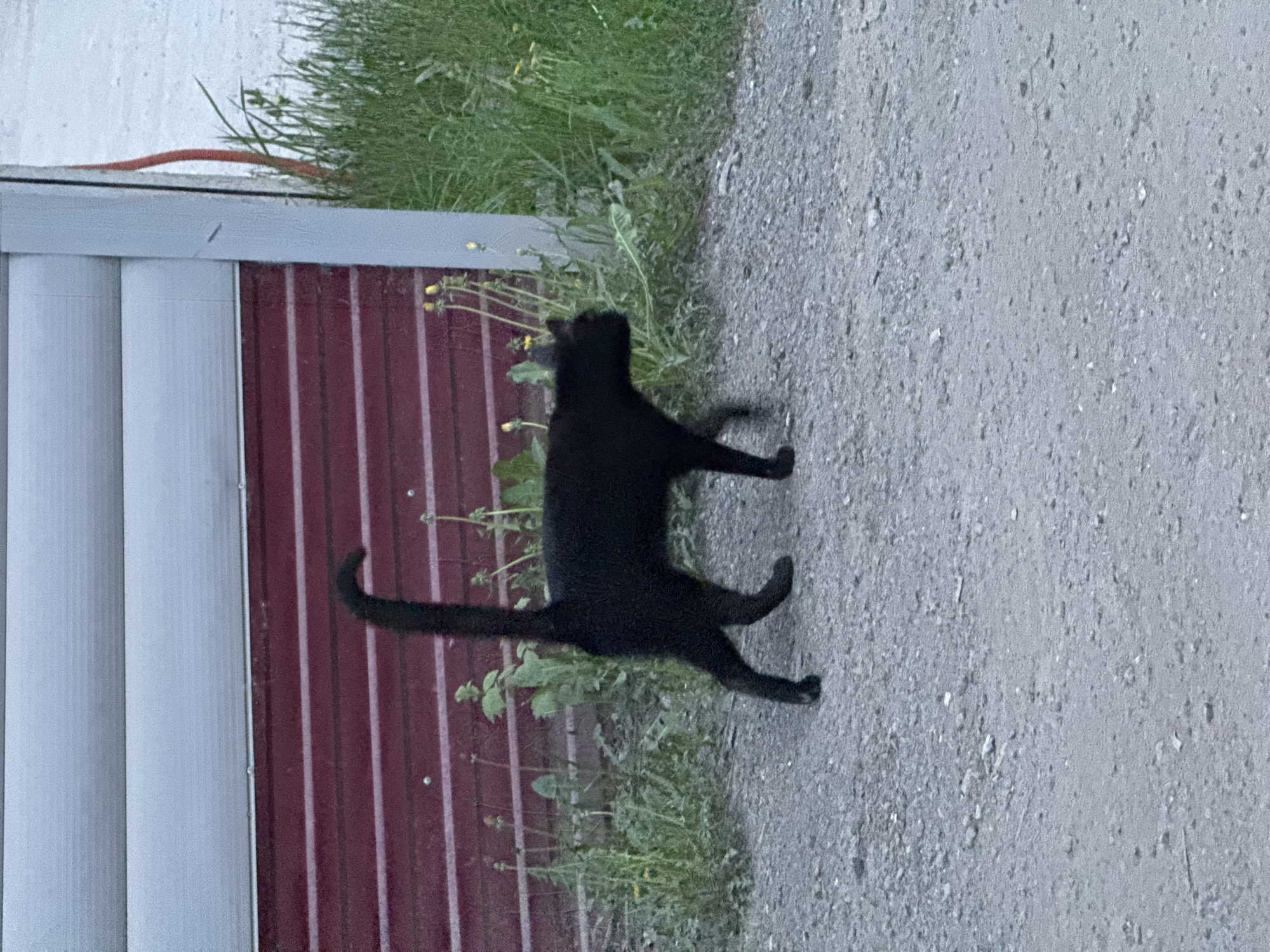 A black cat is walking on a gray asphalt surface. The location is Ягул, Russia. The cat is walking parallel to a metal wall comprised of white vertical panels on the left and maroon vertical panels on the right. Green grass and yellow dandelions are growing near the metal wall. An orange wire is visible above the wall. The image appears to be taken from a ground-level perspective.