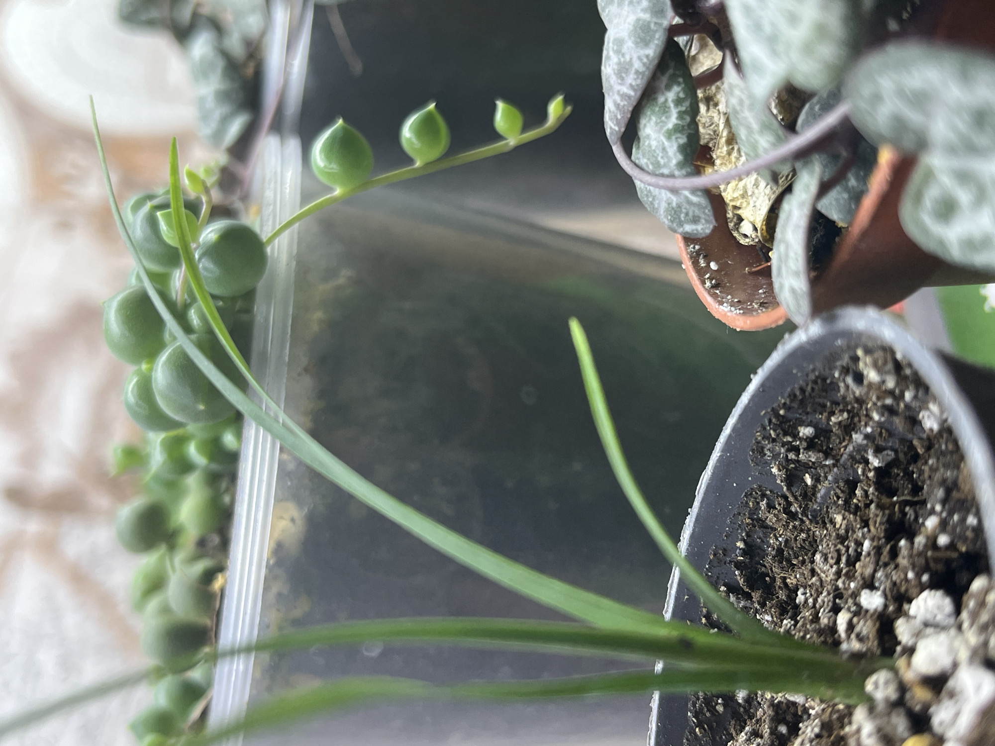 This image shows a close-up of several houseplants. In the foreground, a green leafy plant grows from a dark gray pot filled with soil and small white and yellow pebbles. Behind this, to the right, is a string of pearls plant with round green beads on its stems. Further back and to the right is a string of hearts plant with heart-shaped green and silver leaves. The plants are in pots and appear to be indoors. There is no indication of the city of Krasnyye Barrikady, Russia, or any people in the image.