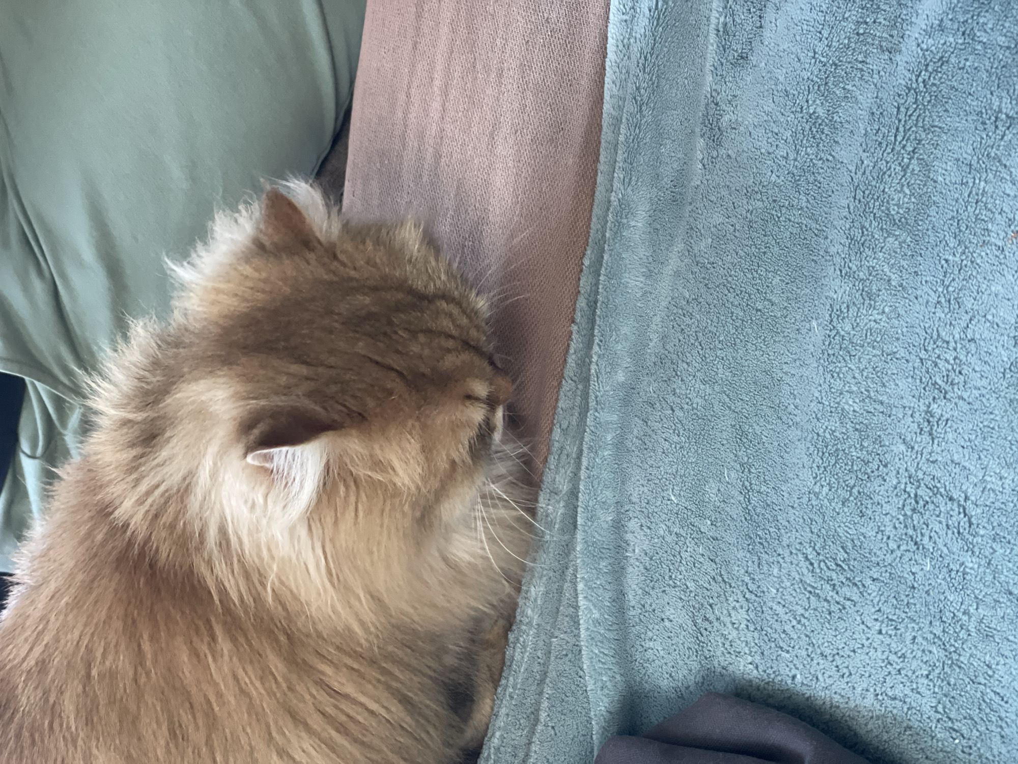A fluffy, golden-brown cat is resting its head against the side of a sofa. The sofa has a section covered in a textured, dusty rose-colored fabric and another section covered in a soft, light blue blanket. The cat's face is partially obscured, but its ear and some whiskers are visible. A person wearing a green shirt appears on the left side of the image. The specific location is not identifiable from the image.
