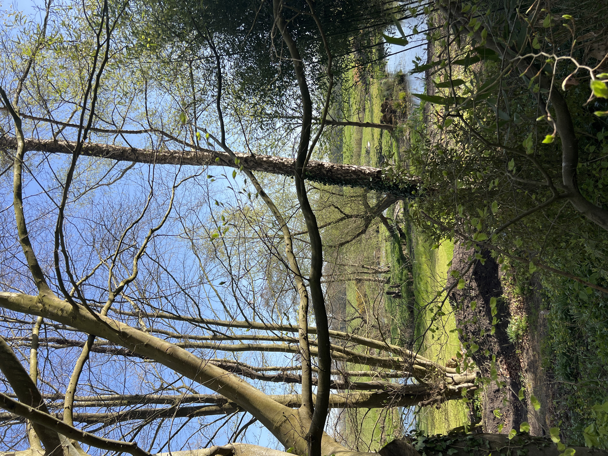 The image shows a landscape with trees and vegetation. The foreground is dominated by tree branches, some bare and some with fresh green leaves, reaching towards a bright blue sky. In the middle ground, there's a grassy area, possibly a field or parkland, with a path running along the edge. There's a body of water, possibly a river or lake, visible in the background. The location appears to be a natural setting, possibly within or near East Suffolk, United Kingdom. There are no people visible in the image.