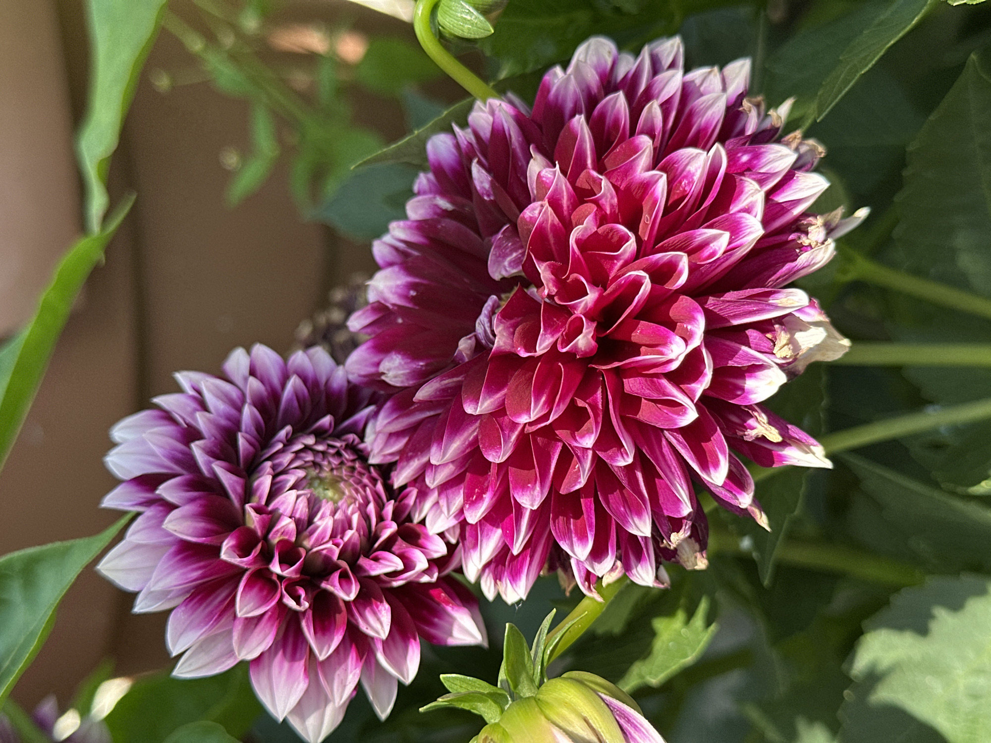 This is a close-up, vertically oriented, outdoor photograph of two dahlia flowers in bloom. The flower in the foreground is larger and a vibrant magenta color with white tips on its petals. The flower behind it is smaller, positioned slightly to the left, and exhibits a lighter pink hue, also with white petal tips. Both flowers display intricate petal structures characteristic of dahlias. To the left of the foreground flower, a closed dahlia bud with green and purple coloring is visible. The background consists of green foliage and a blurred brown surface, possibly a wall or fence. The lighting suggests a sunny day. The image was taken in Yessentuki, Russia.