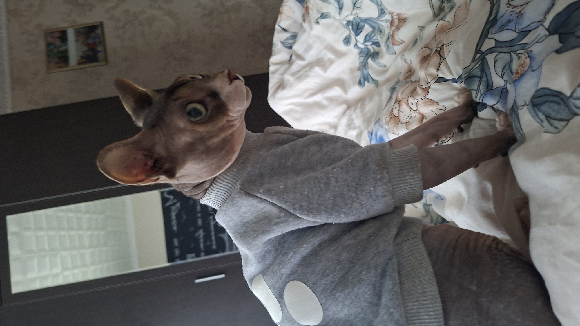 A Sphynx cat wearing a grey sweater with white polka dots sits on a bed covered with a patterned duvet. The cat is facing to the right, with its head turned to look slightly forward. Its green eyes are visible, and its ears are large and prominent. The bed is positioned in a room with a dark brown wardrobe to the left and a patterned wallpaper on the wall in the background. A small framed picture hangs on the wall. The scene appears to be indoors, possibly in a bedroom. The overall lighting is soft, suggesting it might be daytime with natural light coming from a window, although the window itself is not visible. The cat's skin is wrinkled, characteristic of the breed. The duvet has a floral pattern with blue and pink flowers and green leaves.