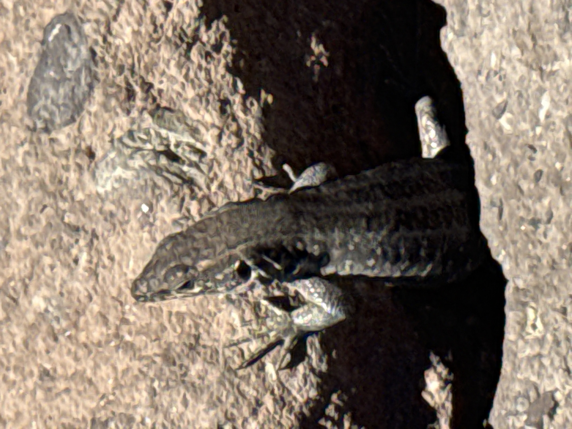 An outdoor, close-up shot captures a small, dark-colored lizard with patterned skin. The lizard is positioned on rough, tan-colored rock, with its body partially obscured by a crevice in the rock. Its head is turned to the left, and its front limbs are visible, gripping the rocky surface. The background consists of more textured rock formations. The lighting suggests it is daytime. This image was taken in La Orotava, Spain.