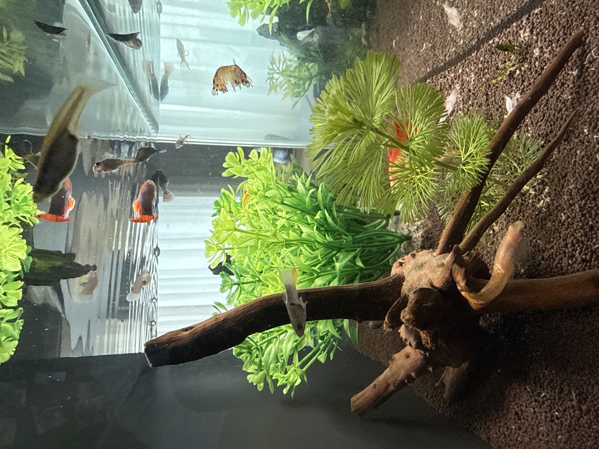 A close-up, rotated, high-angle shot shows an aquarium filled with plants, fish, and a piece of driftwood. The aquarium appears to be rectangular with a dark base.
Several small fish, including guppies with orange coloration, are visible. Some fish are near the surface, while others are amidst the plants. The plants consist of plastic green leafy bushes, and green feathery plants. The substrate is dark brown.
A section of driftwood is horizontally positioned in the center of the frame.
No specific elements within the image indicate the location is Krasnoyarsk, Russia.