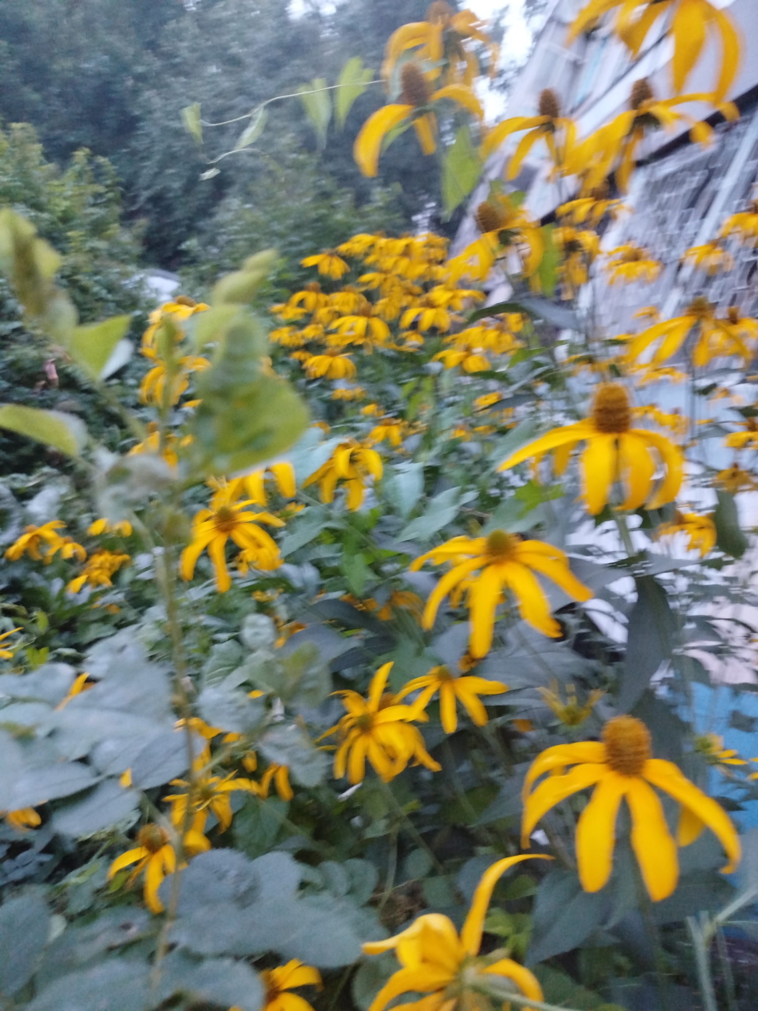 A close-up, slightly blurry, medium-angle shot captures a dense cluster of bright yellow flowers with dark brown centers, possibly Black-Eyed Susans, in an outdoor setting. The flowers dominate the frame, with some in sharp focus and others blurred by motion or depth of field. Large, muted green leaves are interspersed with the blooms. In the background, a portion of a light blue building with white window frames is visible, suggesting an urban or semi-urban environment. The overall lighting suggests it is either early morning or late afternoon. The image is consistent with a garden or naturalized planting near residential buildings in Ivanovo, Russia. There are no people or animals visible in the frame.