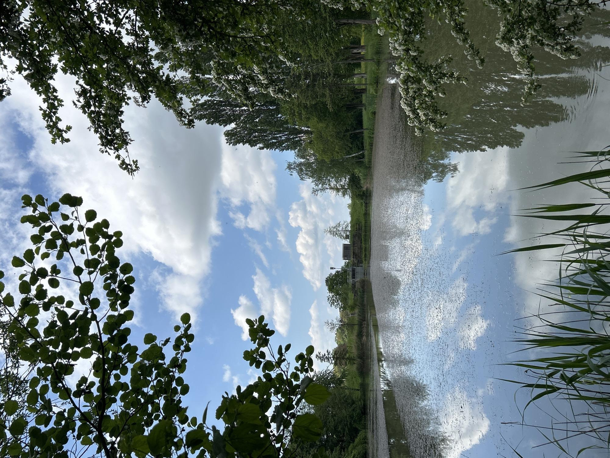 The image shows a waterscape in Flein, Germany. The scene depicts a narrow body of water reflecting a blue sky dotted with white clouds. The water's surface is disturbed, creating a textured reflection. On either side of the water, vegetation is present, including trees with white blossoms and green reeds. A building is visible in the distance, and trees line the water's edge. Branches and leaves frame the view from the top left and bottom left corners of the image.