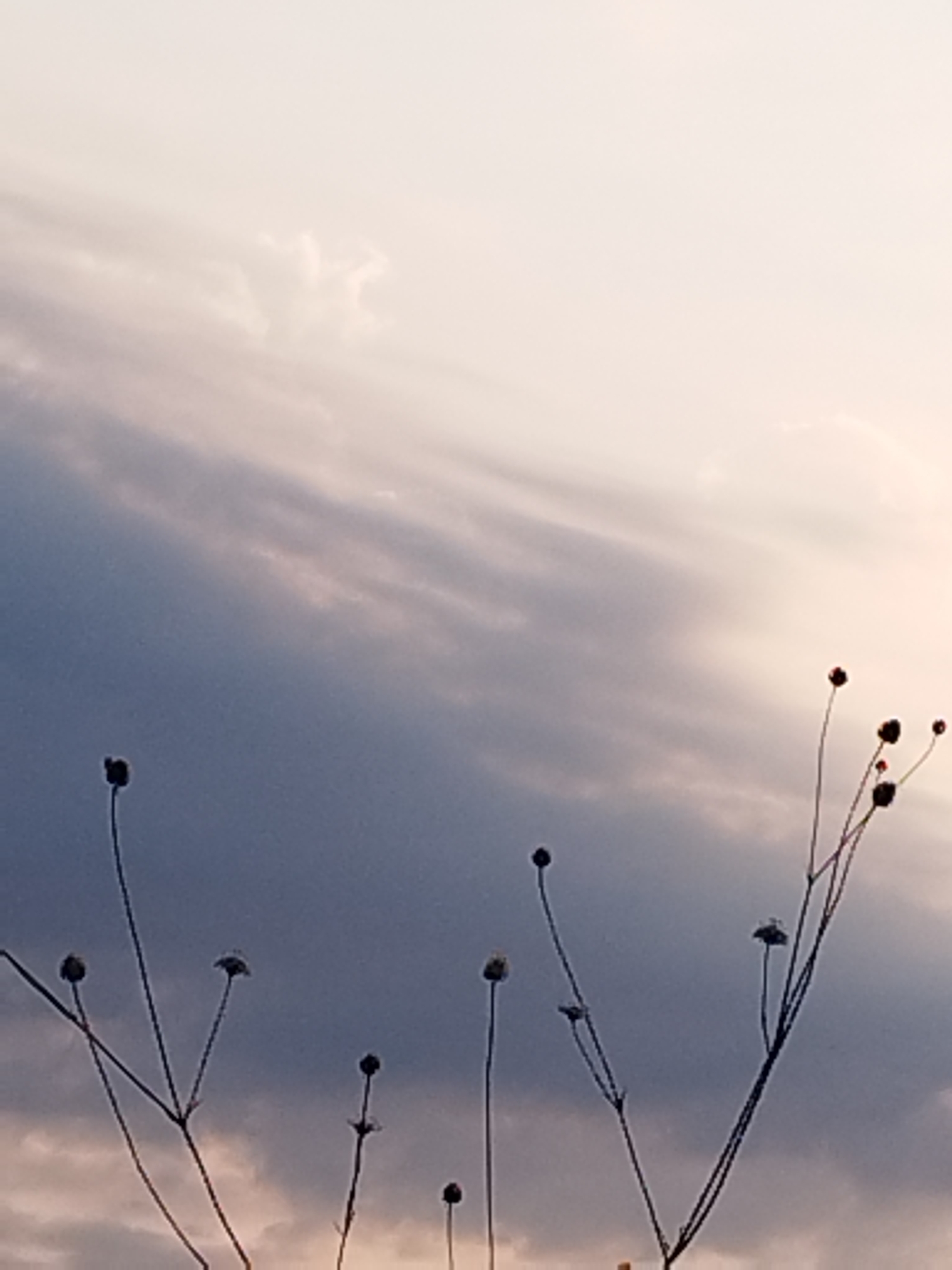 The image depicts a close-up of dry, thin plant stalks with small, dark buds silhouetted against a soft, cloudy sky. The sky transitions from a pale, almost white hue at the top to a darker, muted blue and grey with streaks of pinkish light near the horizon. The plants, sparse and delicate, are positioned in the lower portion of the frame, extending upwards. Their skeletal structures are sharp against the diffused light of the clouds. The scene appears to be an outdoor environment, likely in a natural or unkempt area. The image quality is slightly soft, suggesting it was taken with a mobile phone camera, possibly at dusk or dawn, given the gentle lighting. No people or specific urban landmarks are visible, making it difficult to pinpoint a location within Vidra, Romania, beyond the general context of an outdoor setting with vegetation and sky.