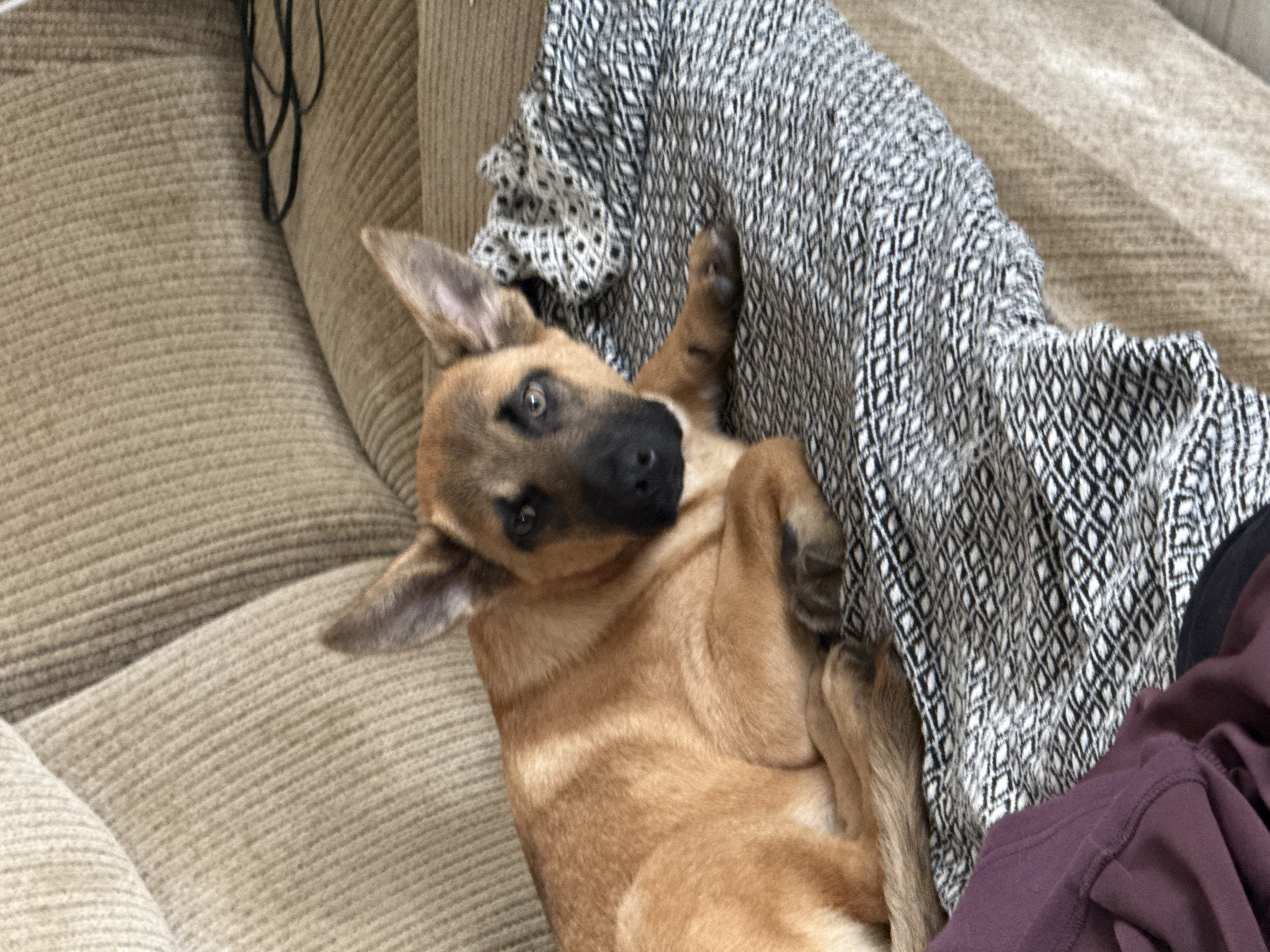 A tan dog with large ears and a black muzzle is lying on a couch. The dog is positioned on top of a black and white patterned blanket, which is itself on a beige, textured couch. The dog's front paws are tucked beneath its body, and its head is resting on the blanket. In the background, on the couch, a black cord is visible. A portion of a person wearing a purple garment is in the lower left corner of the image. The scene appears to be indoors, consistent with a residential setting in Galinė, Lithuania.