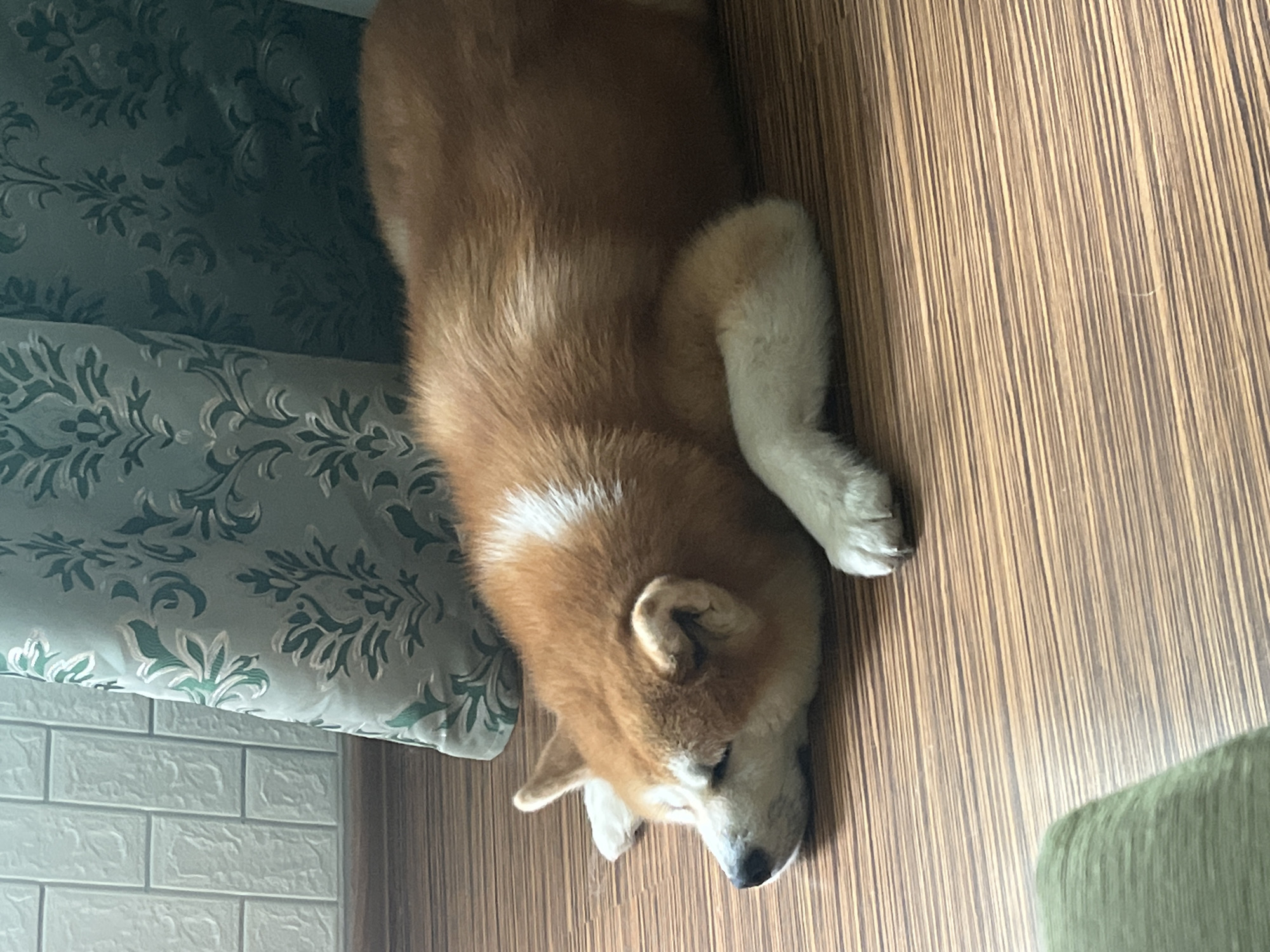 A light brown and white Akita dog is sleeping on a wooden floor. The dog is lying on its side with its head resting on its paws. The dog's eyes are closed and its body is relaxed. The background of the image consists of a white brick-patterned wall on the left and a green patterned curtain on the right. The lighting in the image is soft and natural, suggesting that it was taken indoors during the day. There are no people visible in the image. The scene appears to be a typical domestic setting.