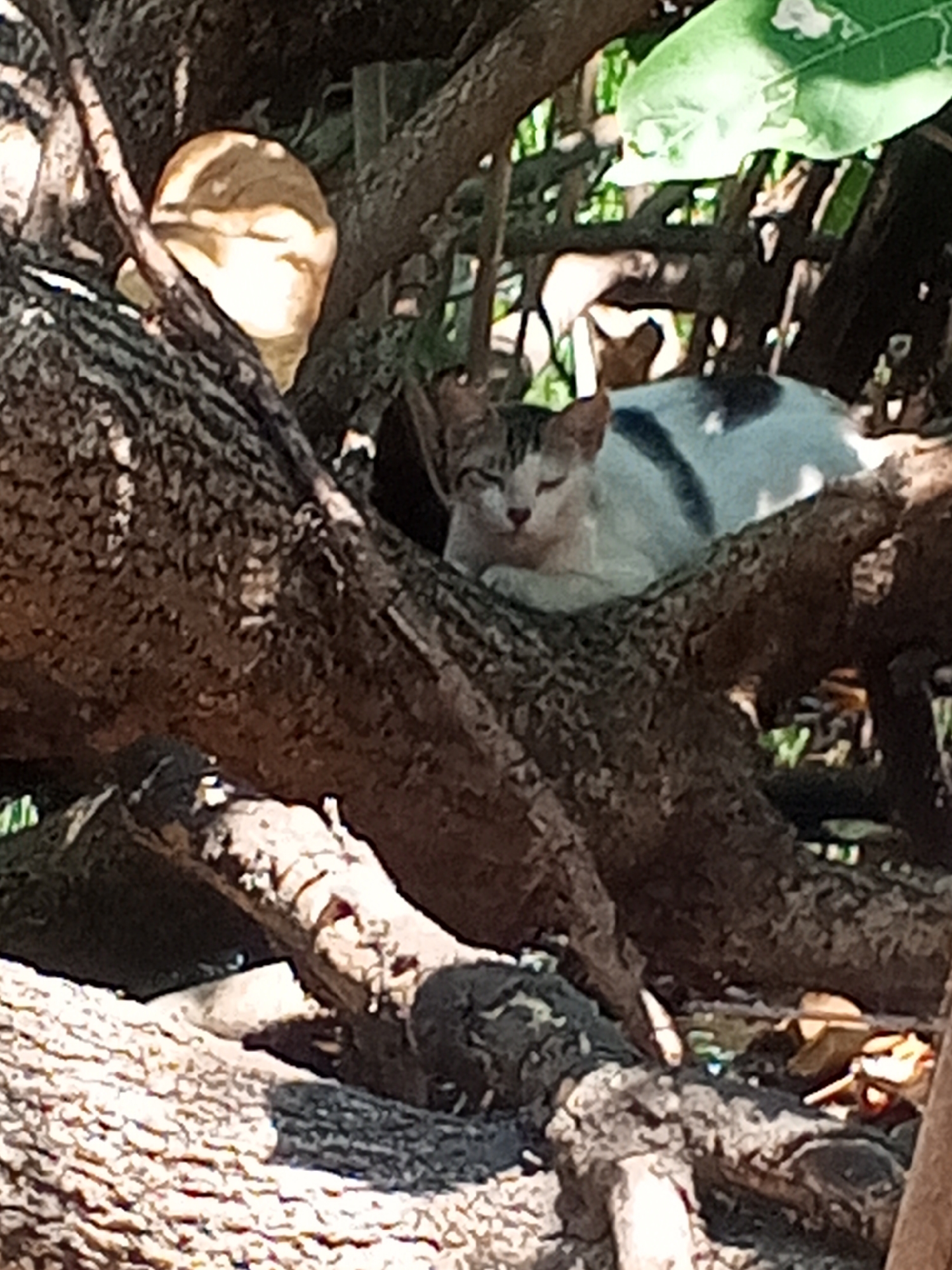 A tabby and white cat is resting on a tree branch in Surabaya, Indonesia. The cat is white with gray tabby markings on its head and back. It is lying down with its eyes closed. The tree branch is thick and covered in rough bark. In the background, there are green leaves and other tree branches. The scene appears to be outdoors, possibly in a garden or park. The lighting suggests it is daytime.