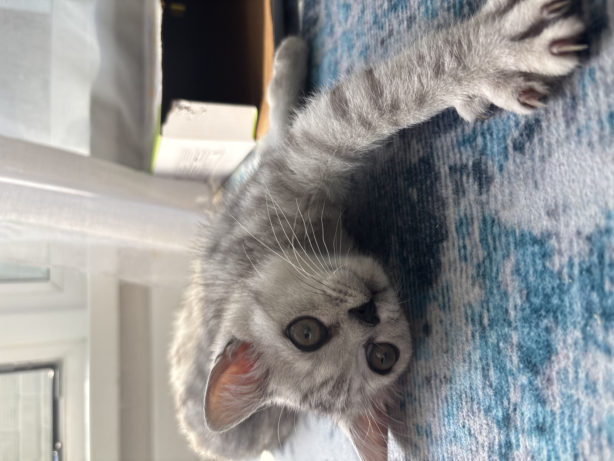 A gray tabby kitten is lying on its back on a blue and white patterned rug. The kitten's head is near the bottom center of the frame, with its eyes looking directly at the viewer. One of its paws is extended towards the upper right corner. A partially visible white window frame is on the left, and a cardboard box sits behind the kitten. There is no evidence to suggest that this image was taken in Izhevsk, Russia.