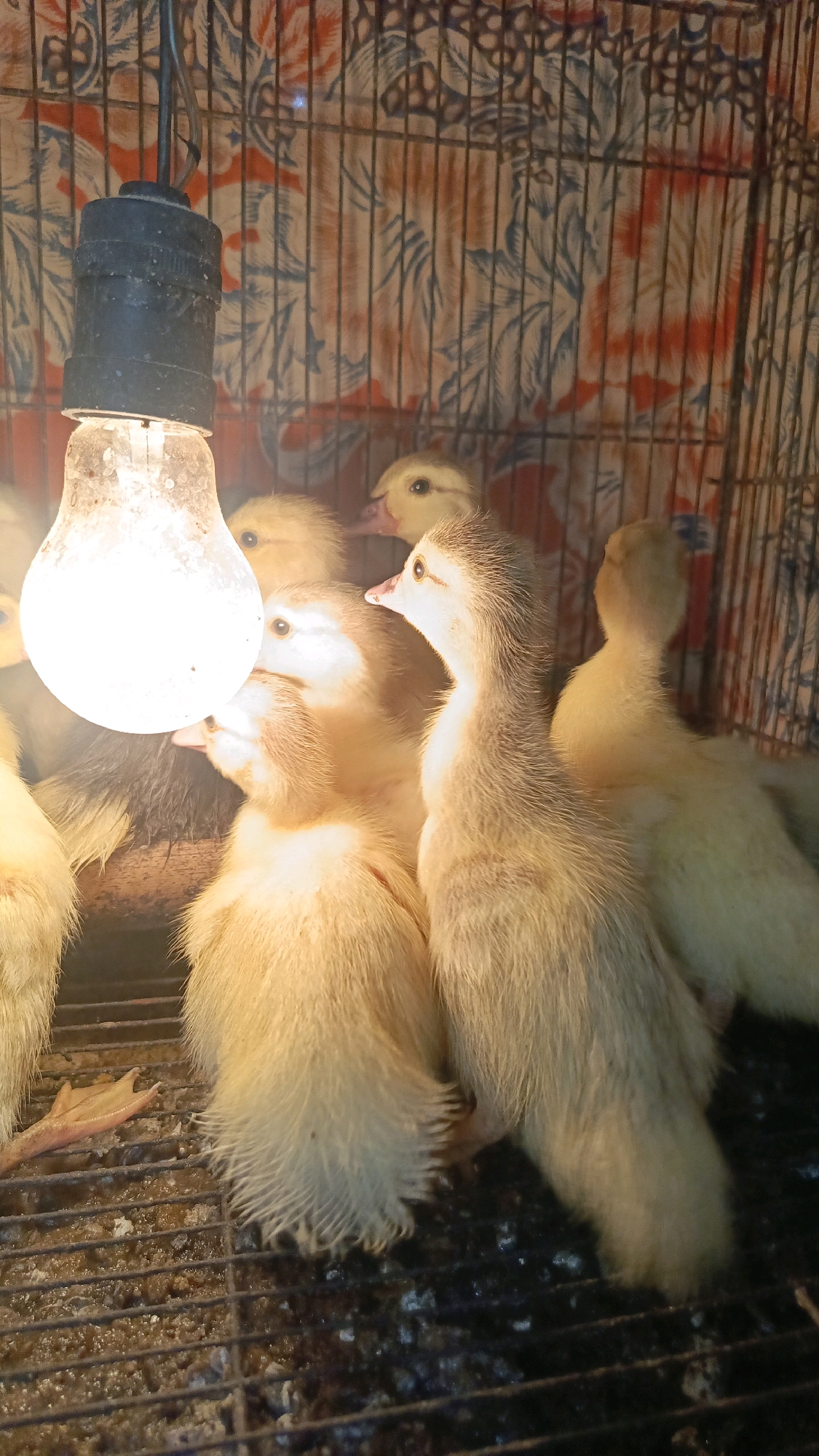 In Kebumen, Indonesia, a close-up shot captures a group of ducklings gathered inside a cage, illuminated by a bare light bulb hanging from a cord. The ducklings, appearing fluffy and yellow-brown, are huddled together, some facing the light source. Their beaks are visible, and their small eyes are open. The cage bars are metallic, and a patterned backdrop, possibly fabric or wallpaper, is visible behind them, featuring abstract floral designs in shades of orange, blue, and white. The floor of the cage appears to be a metal grate with some debris below. One duckling's webbed foot is visible extending onto the grate in the foreground. The lighting creates a warm, somewhat diffused glow over the scene.