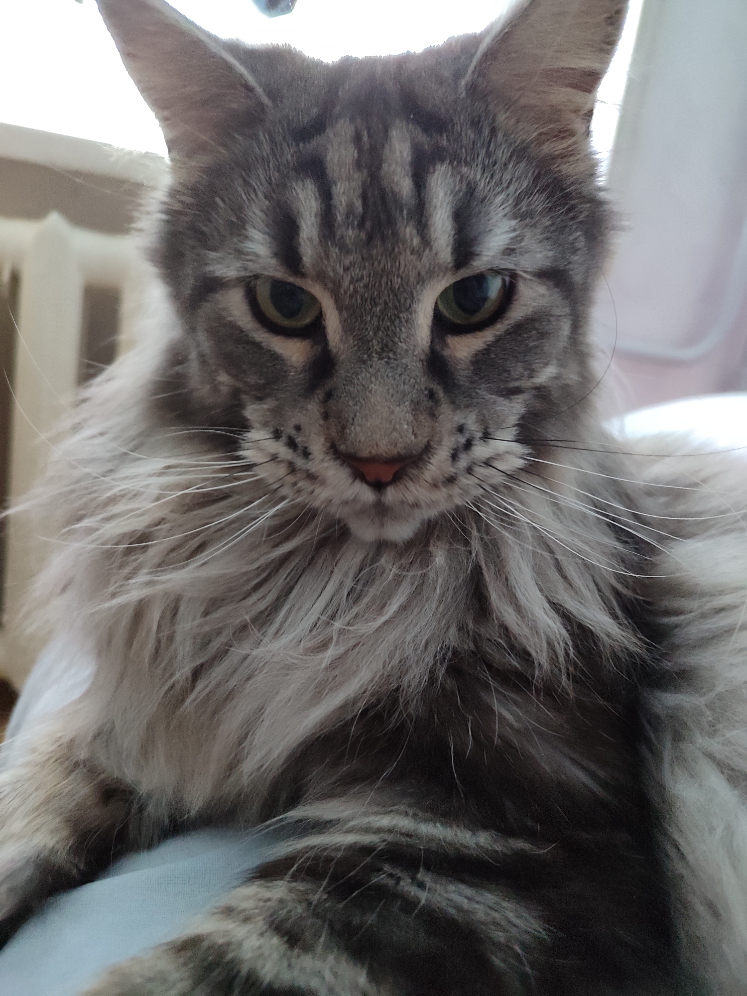 This is a close-up, head-on portrait of a Maine Coon cat. The cat has grey and black striped fur with large, fluffy ruffs around its face and neck. Its eyes are green, and its nose is pink. The background is out of focus and appears to be an indoor setting, possibly near a window with a radiator visible. There is no information to suggest this image is located in Chaikovsky, Russia.
