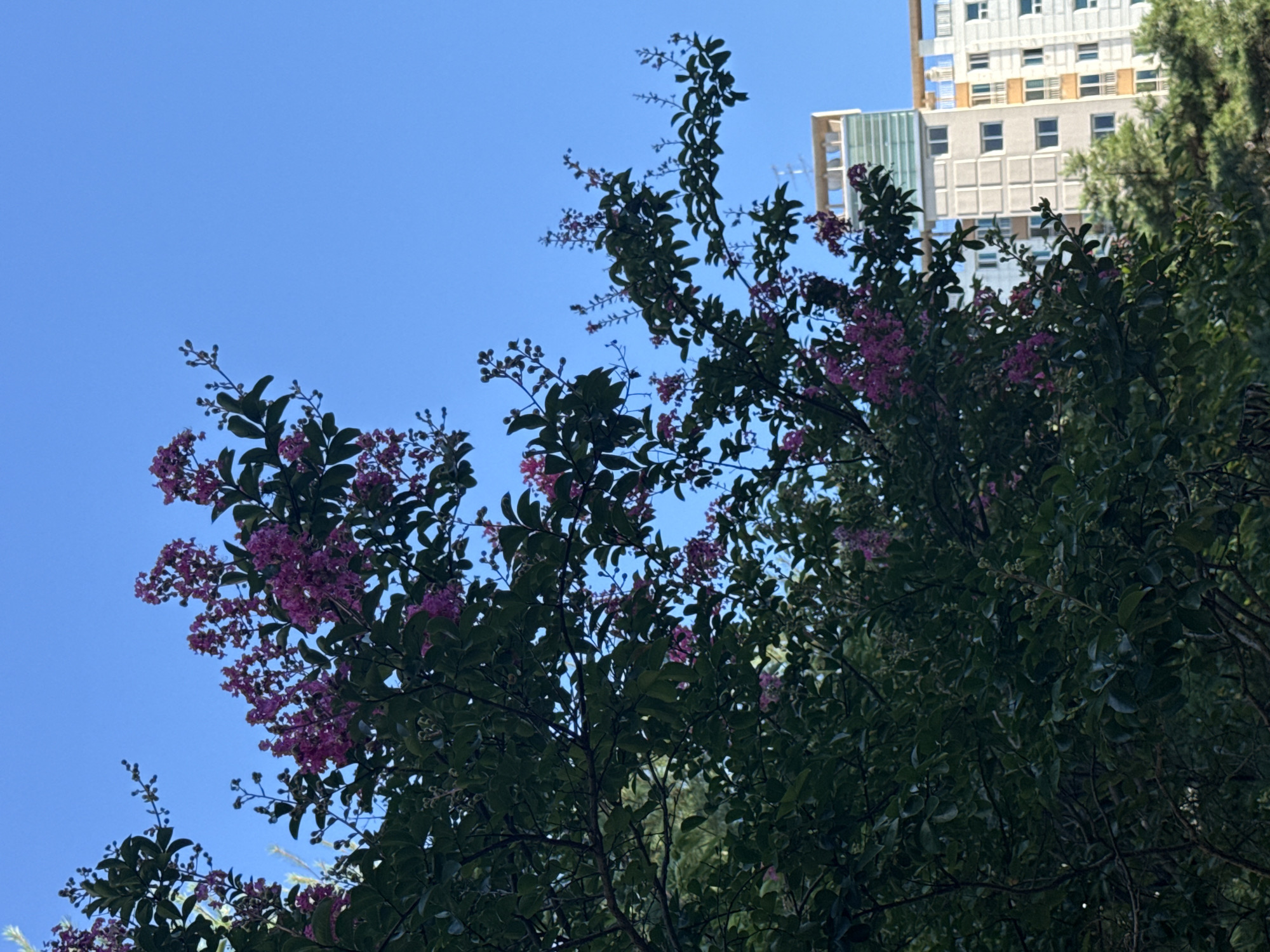 In Gwangju, South Korea, a vibrant pink crepe myrtle tree in bloom is captured against a clear blue sky. The branches of the tree, adorned with clusters of small pink flowers and lush green leaves, extend across the upper portion of the frame. In the background, a multi-story building with a light-colored facade and numerous windows is visible. The building appears to be an apartment complex or similar residential structure. The lower part of the image is dominated by the dense foliage of the tree, with some hints of evergreen trees in the middle ground. The scene depicts a bright, sunny day, with the sunlight illuminating the tree and the building. There are no people or animals present in the image.