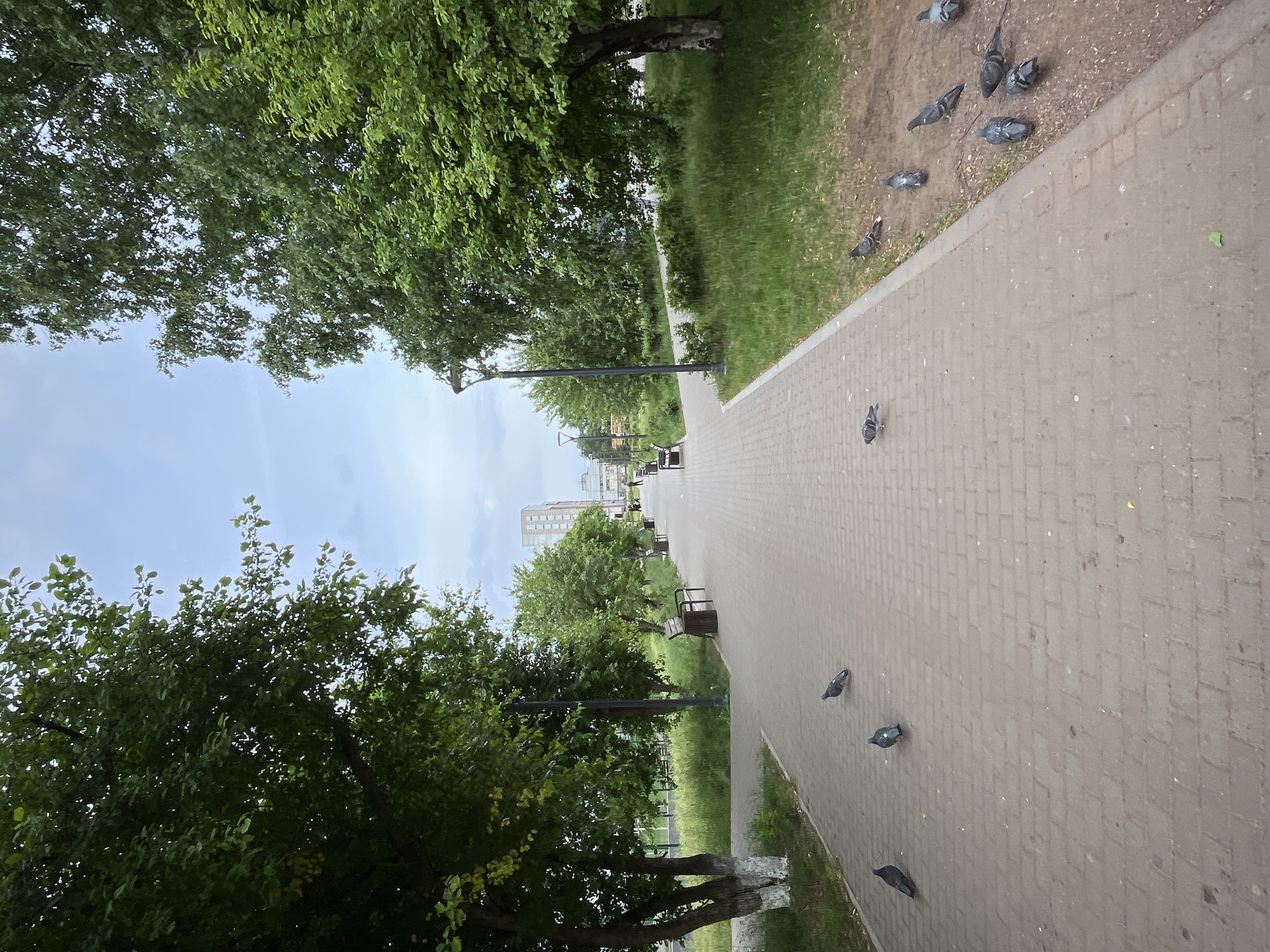 The image depicts a pedestrian walkway in what appears to be a park or green space in Chaikovsky, Russia. The pathway is paved with rectangular pavers and stretches into the distance, flanked by grassy areas and trees on both sides. A tall building can be seen at the end of the walkway. Several pigeons are scattered along the path and in the grass. Streetlights are visible along the walkway. Benches are placed along the pathway. The weather appears overcast.