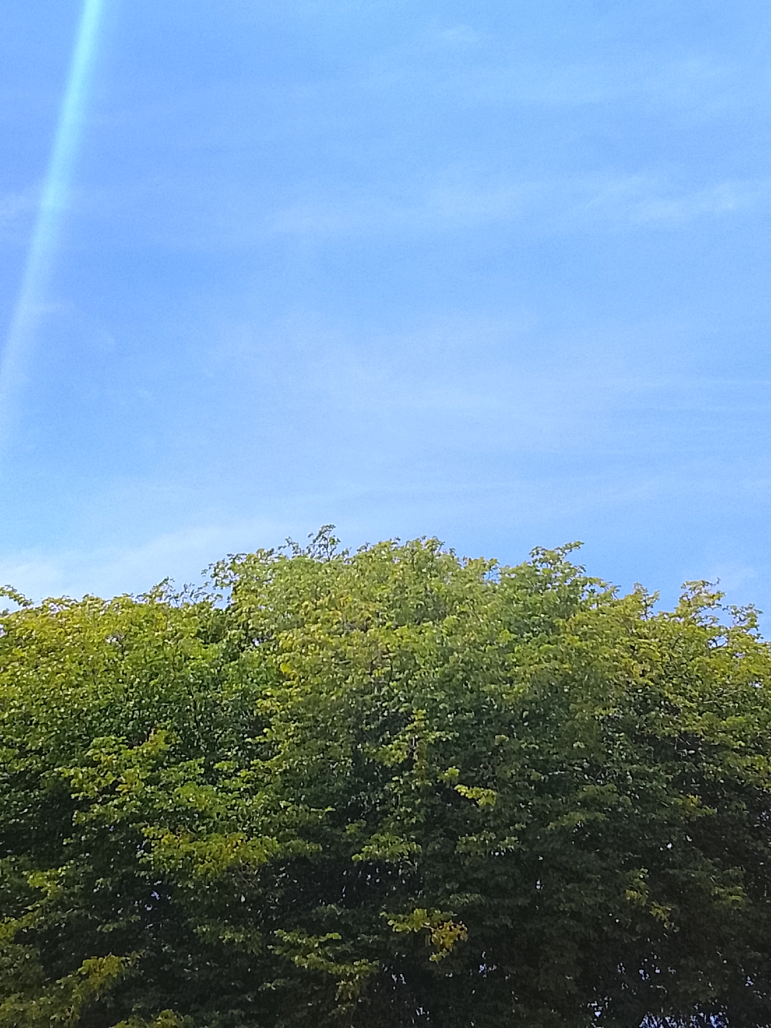 The image shows a daytime scene with a view of green trees against a bright blue sky. A bright streak, possibly a lens flare, is visible in the upper left of the sky. The trees fill the lower portion of the image, obscuring the ground. The image appears to be taken outdoors in a location with abundant vegetation. There is no information to confirm the location in the city of Altagracia, Venezuela. No people, objects, or actions are visible.