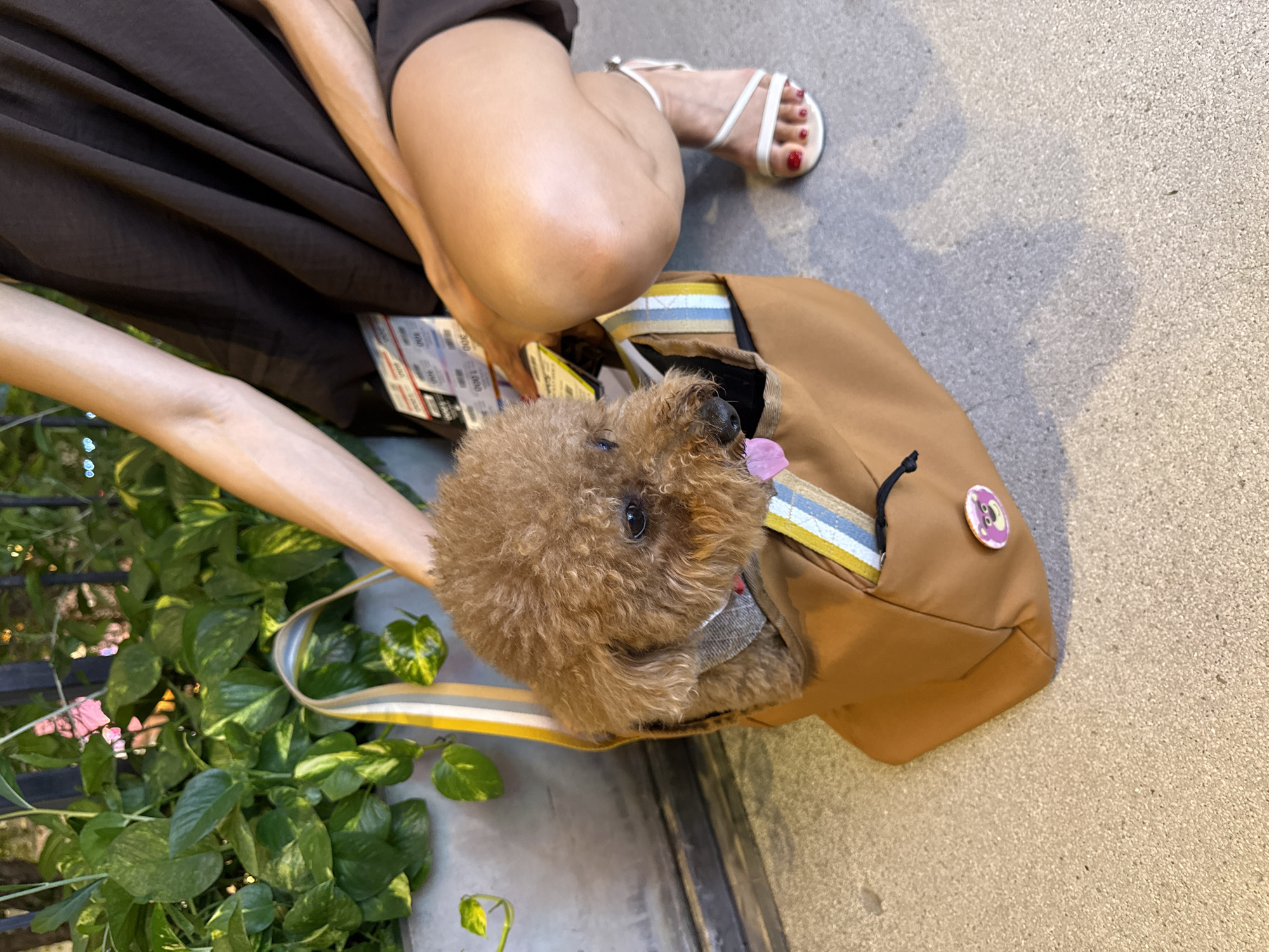 A brown toy poodle is inside a tan tote bag. The dog has a fluffy coat and a pink tongue sticking out. The bag has colorful stripes on the strap and a round pink pin with a cartoon character on it. A person's legs are visible, with one leg bent and resting on the ground. The person is wearing a dark dress and white sandals with red nail polish. The background shows green plants and a gray concrete surface. The scene is located outdoors on a sidewalk.