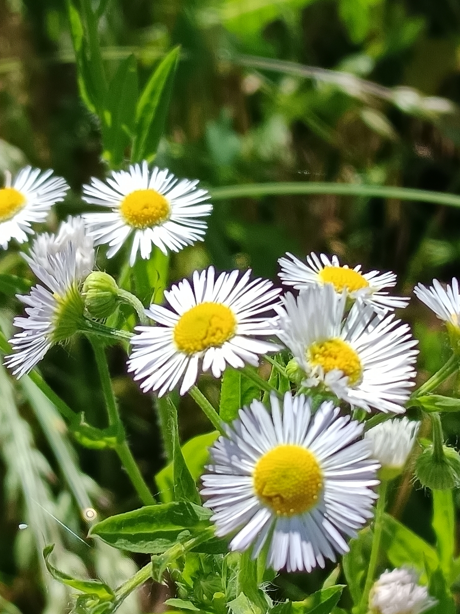 A close-up shot captures a cluster of small white and yellow daisies in a natural outdoor setting, likely a field or garden in Tyshky, Ukraine. The flowers are in various stages of bloom, with some fully open and others still budding. The petals of the daisies are slender and white, radiating outwards from bright yellow centers. Green foliage surrounds the flowers, creating a lush backdrop. The lighting suggests it is daytime, possibly late morning or early afternoon, with sunlight filtering through the leaves and illuminating the delicate details of the flowers. There are no people or animals visible in the image. The overall impression is one of natural beauty and tranquility.