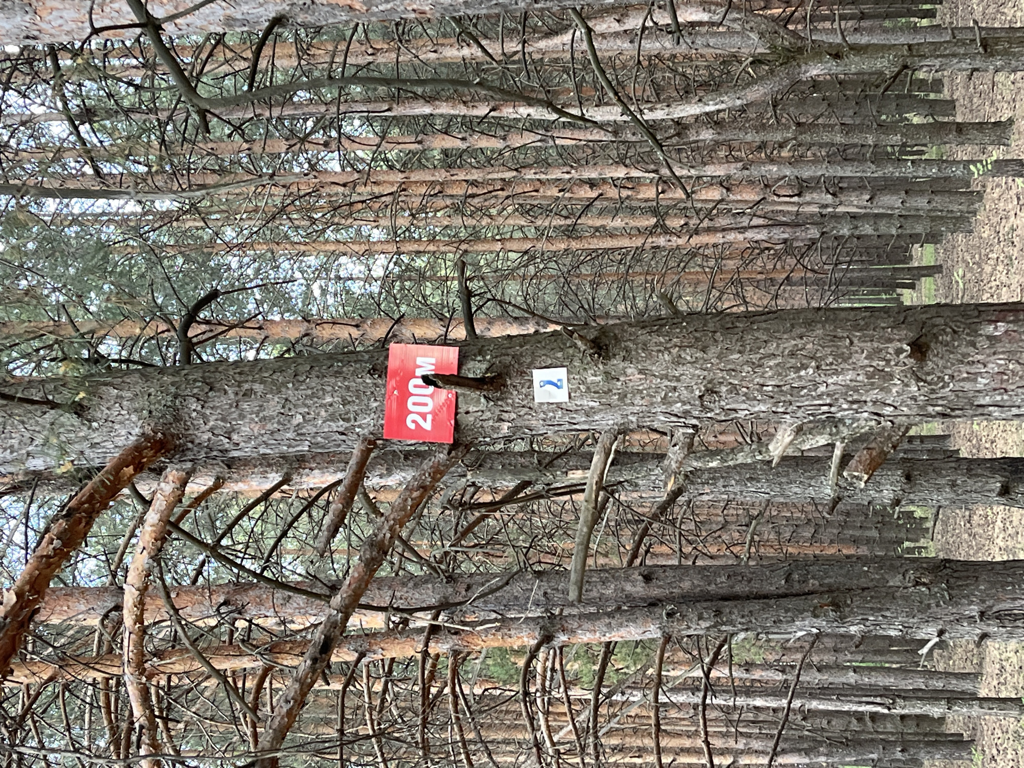 The image depicts a forest scene, potentially within or near the city of Chaikovsky, Russia. The focus is on a cluster of pine trees, with many slender trunks and branches filling the frame. The trees appear to be closely spaced, creating a dense, somewhat tangled appearance. One tree has a red sign attached to it, displaying the number "200M", and a blue number 2 is next to it. The overall impression is that of a managed forest or parkland.