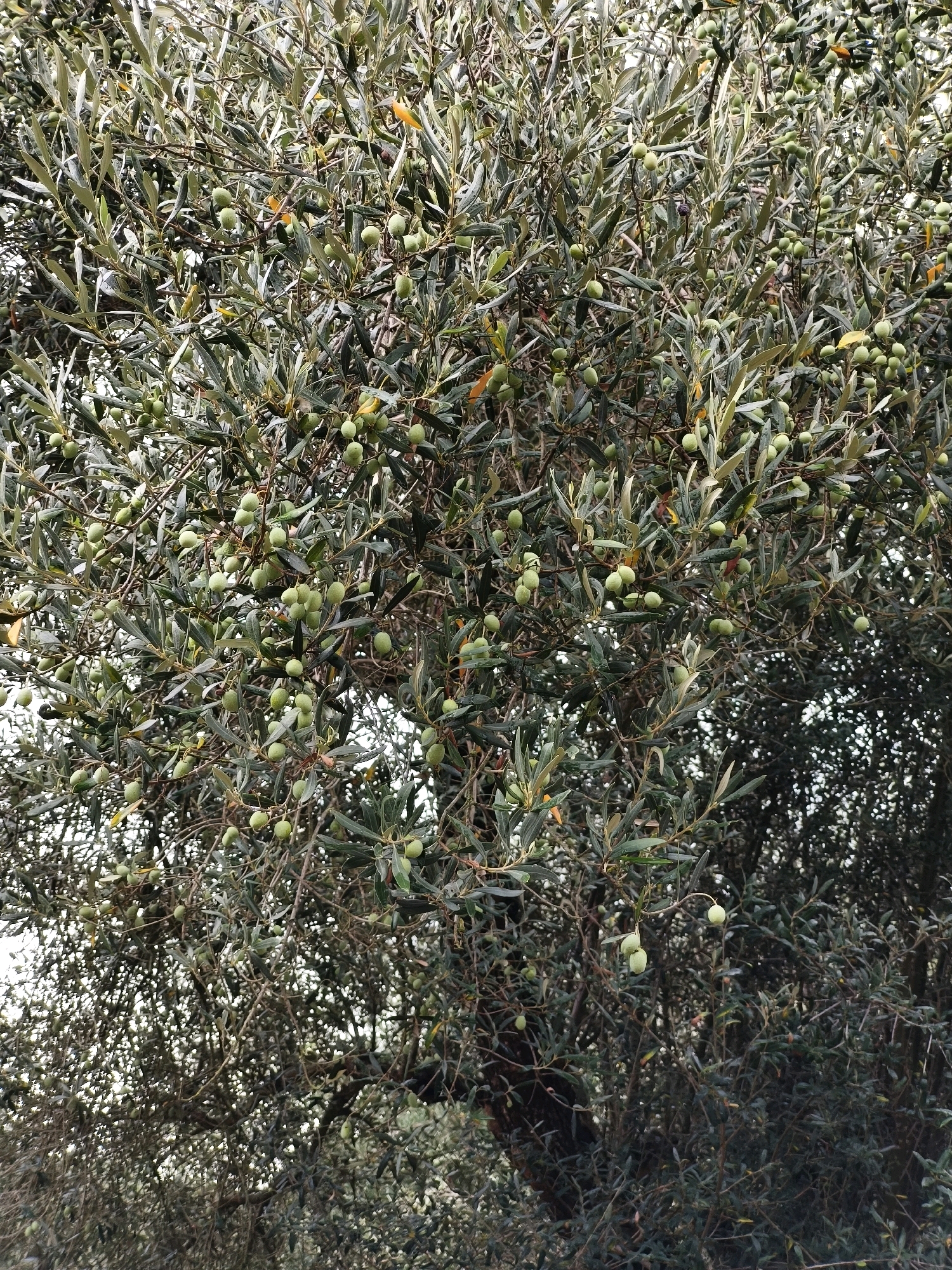 An olive tree branches with many green olives and leaves fill the frame of this full-shot photo. The photo was taken outdoors on a day with diffused light. The tree is located in Passignano sul Trasimeno, Italy.