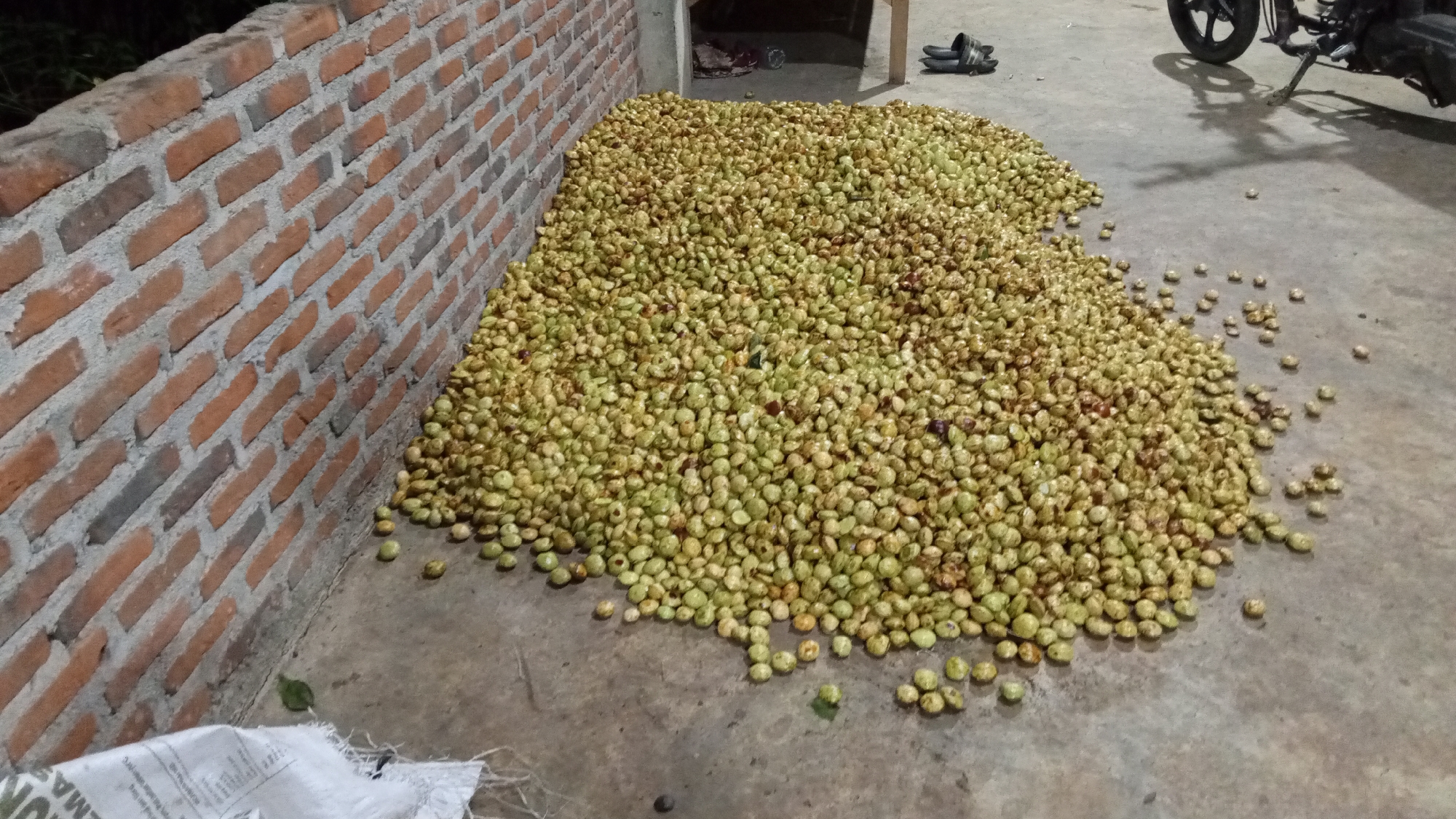 A large pile of green, round fruits, possibly coffee beans, is spread out on a concrete floor in Kebonbaru, Indonesia. The fruits are mostly light green with some darker, reddish-brown blemishes. A red brick wall forms the left boundary of the scene. In the background, a motorcycle is parked, and a pair of black sandals rests on the floor near a doorway. A white woven bag is partially visible in the lower left corner of the image. The lighting suggests it may be evening or night.