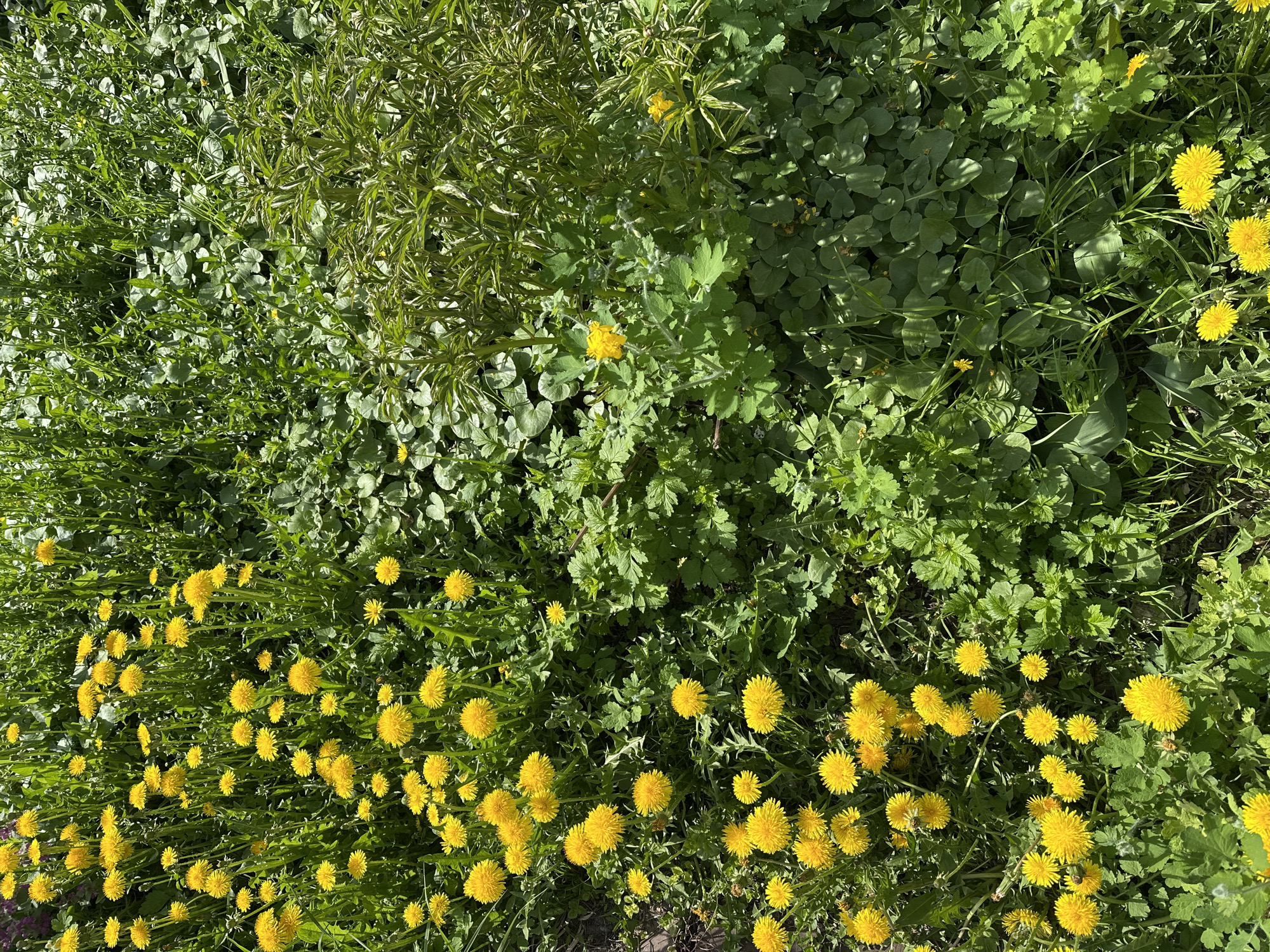 The image depicts a patch of ground covered in various plants, primarily dandelions with their bright yellow flowers, as well as other green vegetation. The dandelions are concentrated in the bottom half of the image, appearing in large numbers. Above the dandelions, different species of green plants form a dense mat. The location is unspecified, but the user requested it be described as being in Nizhny Novgorod, Russia.