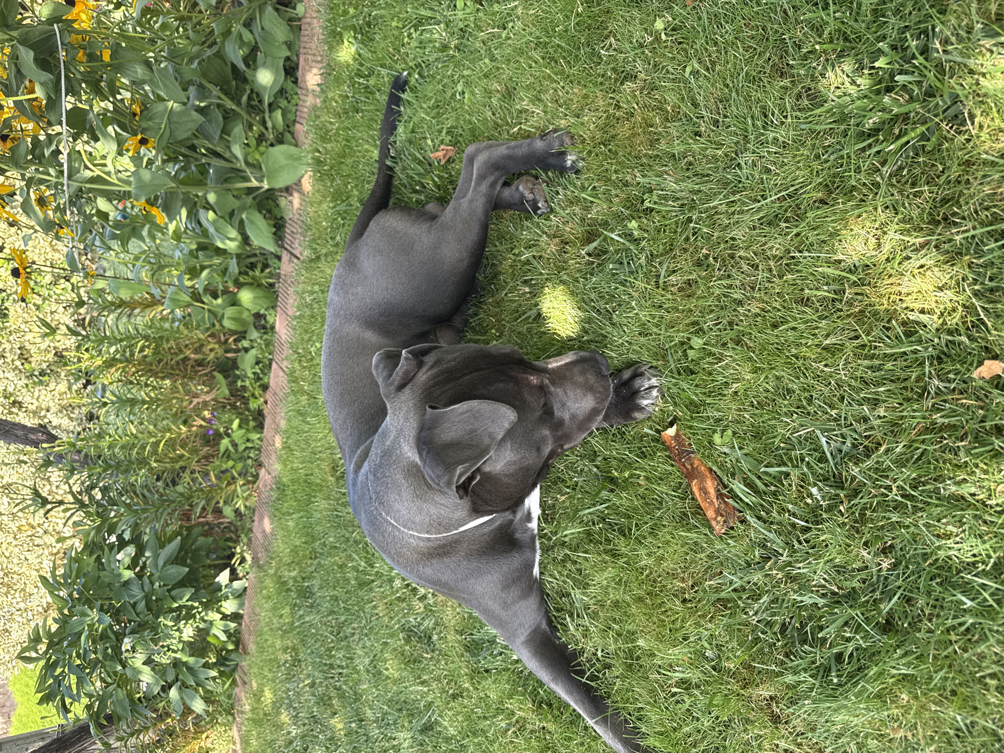 A dark gray dog is lying on a green grassy lawn. The dog is lying on its side, with its head resting on the ground. A small stick is lying on the grass near the dog's head. In the background, there are various green plants and yellow flowers. The scene appears to be in a backyard or park. The specific location within the city of Tvarditsa, Bulgaria is not identifiable from the visual information alone.