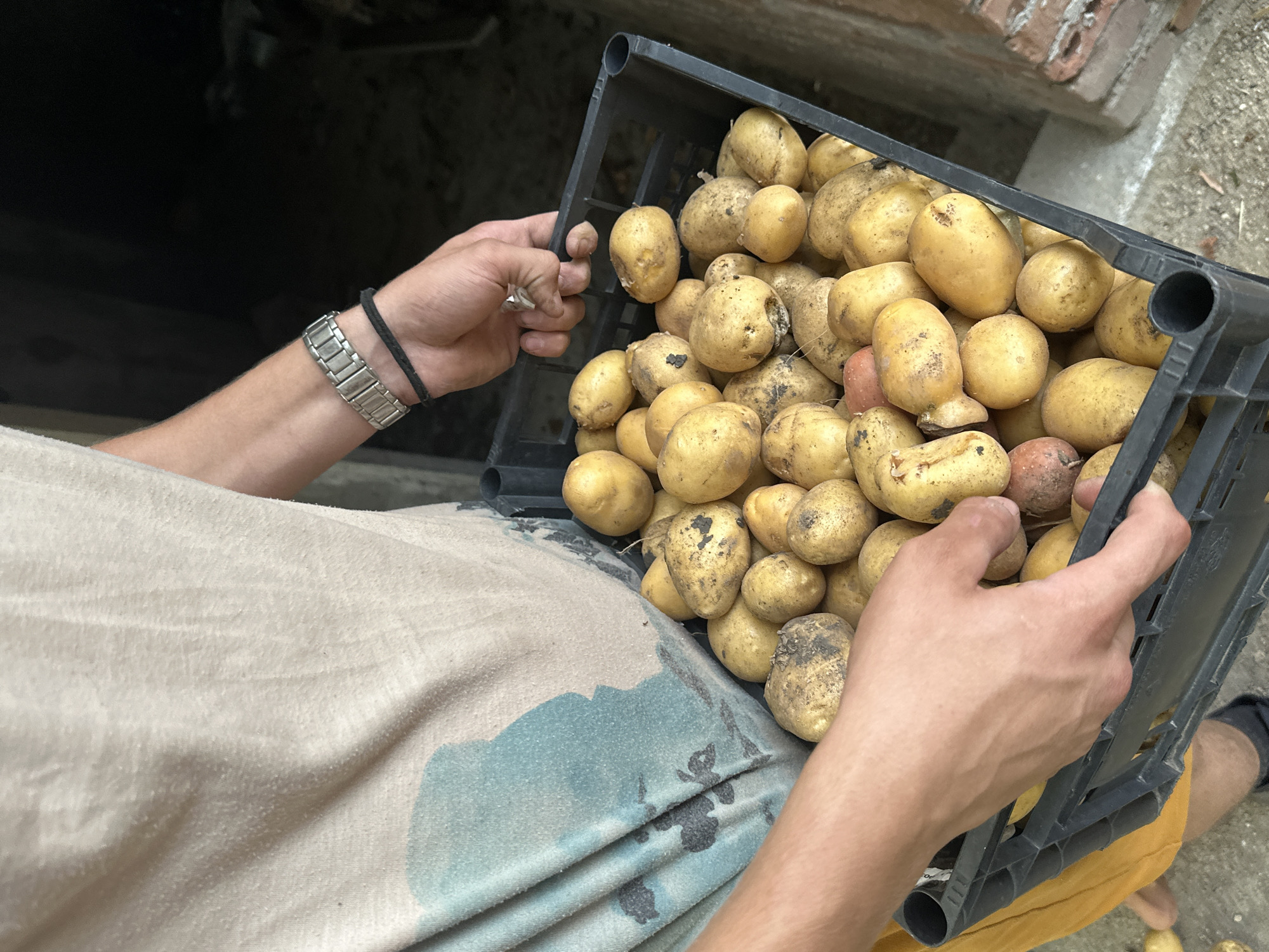 A person is holding a black plastic crate full of harvested potatoes. The person is wearing a tan t-shirt with a blue and grey abstract design and yellow shorts. They are also wearing a silver watch on their left wrist and a black string bracelet. The potatoes are a mix of yellow and brown, with some dirt still clinging to them. The background is dark and appears to be an outdoor setting, possibly a farm or rural area in Mlekarevo, Bulgaria, given the context of the harvest. The person's hands are visible, gripping the handles of the crate. The lighting suggests it is daytime.