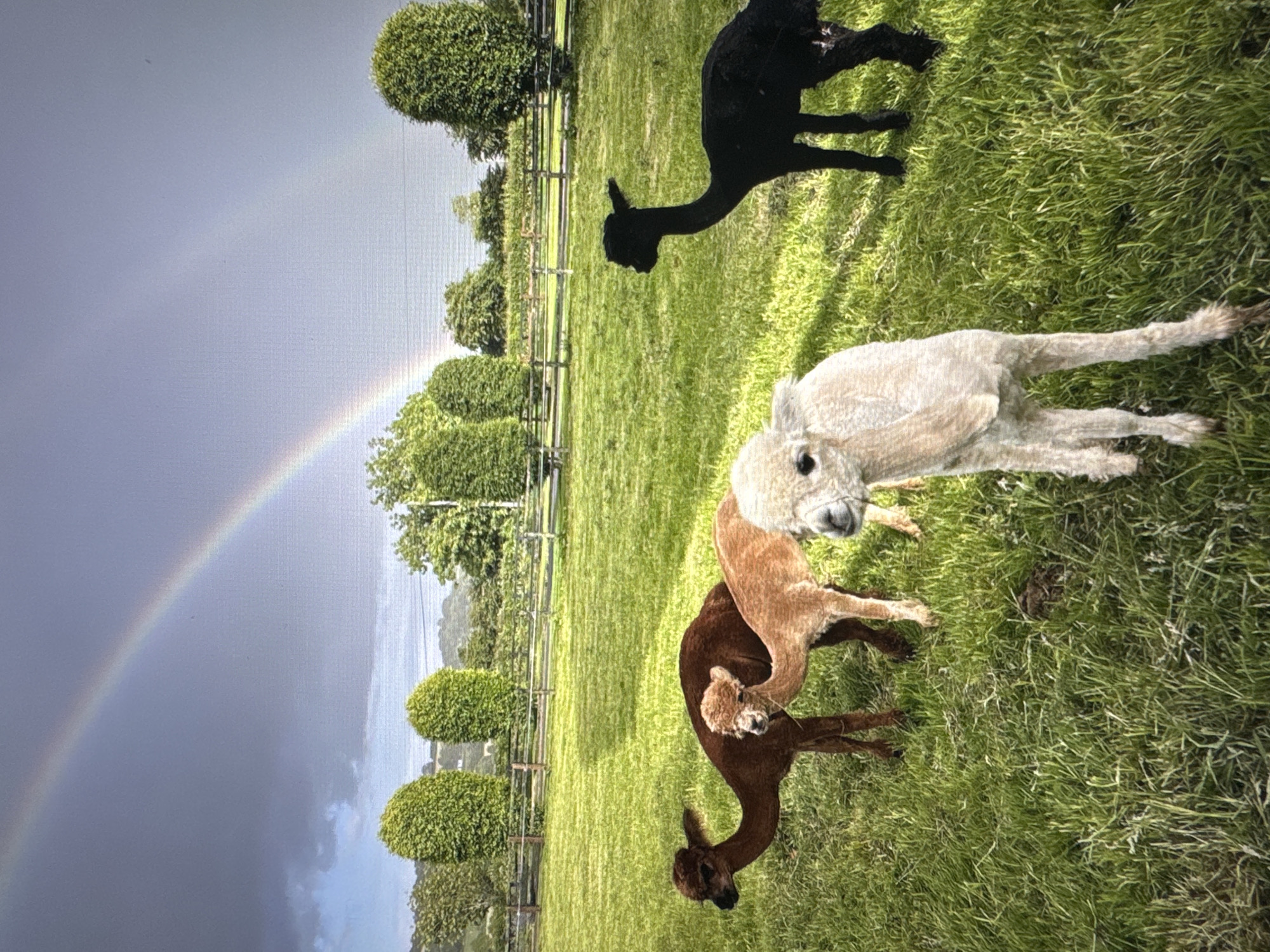 Four alpacas are in a grassy field. In the background, there is a wooden fence, manicured trees, and a hilly landscape under a sky with a double rainbow and dark clouds. One alpaca is black and stands to the right. Another alpaca is light brown and stands to the left, looking away from the camera. In front of this alpaca are two younger alpacas, one light brown and one cream-colored. The cream-colored alpaca is in the foreground, facing the camera. The scene appears to be outdoors in a rural or semi-rural setting. This scene is not located in the city of Tallinn, Estonia.