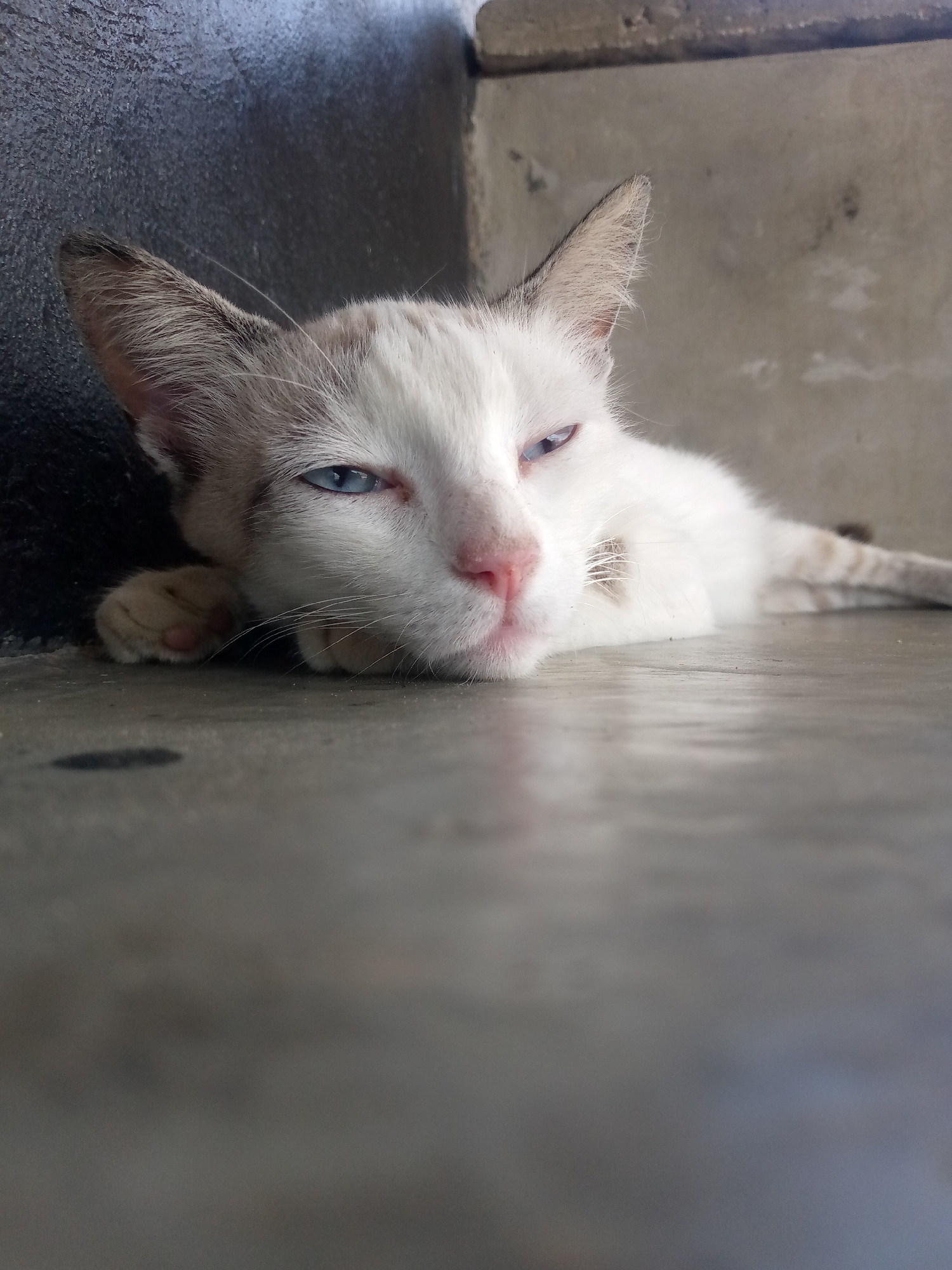 A white cat with blue eyes is lying down on a gray concrete surface with its head resting on its paw. The cat has light brown markings on its ears and forehead. It is positioned close to a dark gray wall on the left and a lighter gray wall on the top right. The floor in the foreground is out of focus. The location is presumably Las Guevaras, Venezuela.