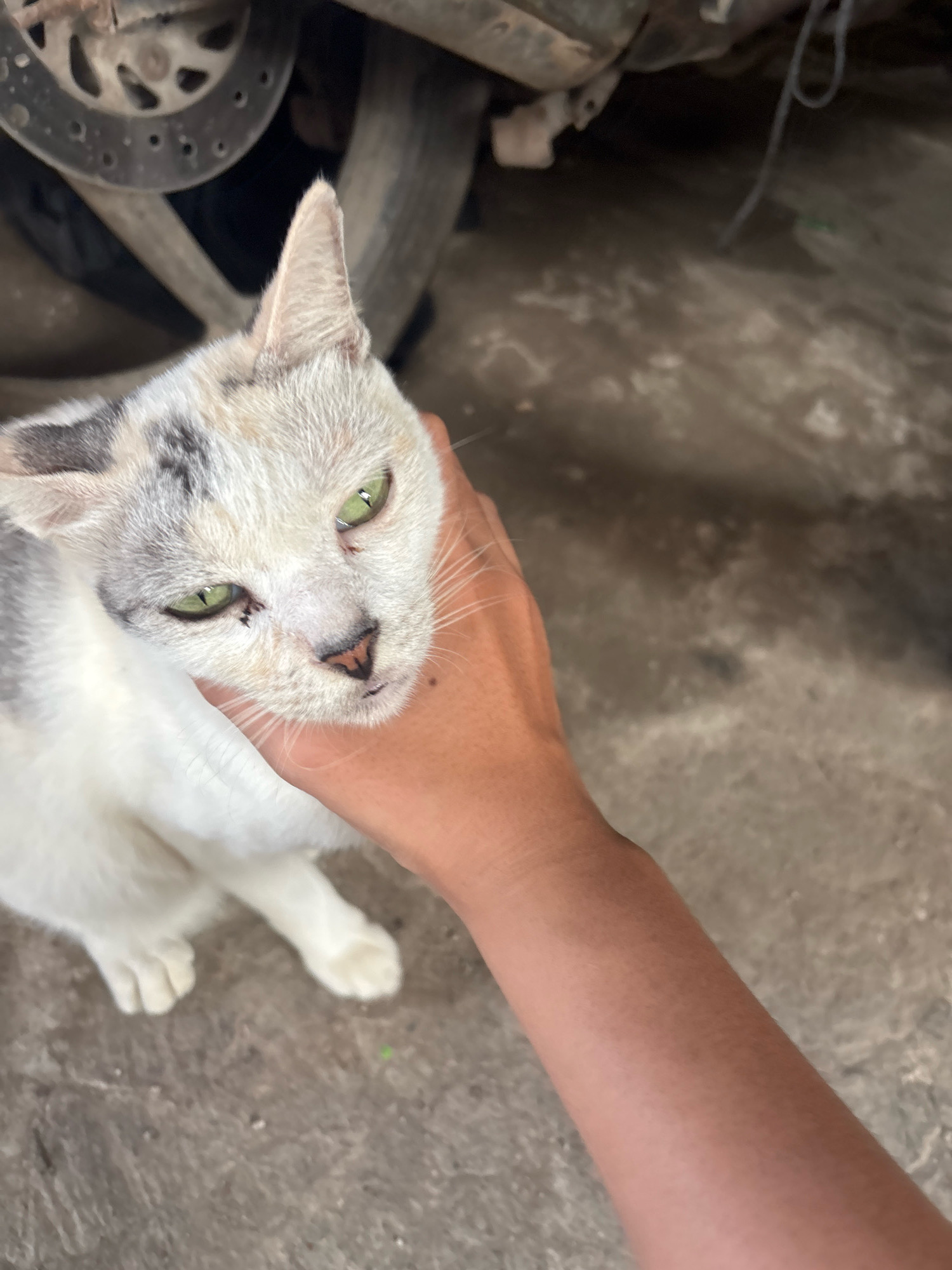 A calico cat with white, grey, and black markings, and green eyes, is being petted by a person's hand. The cat is looking slightly upwards with its head held by the person's hand under its chin. The background shows a concrete surface and a portion of a motorcycle, including a wheel with a brake disc. The scene appears to be outdoors in what could be a residential or outdoor area. The lighting suggests it is daytime. The location is East Jakarta, Indonesia.