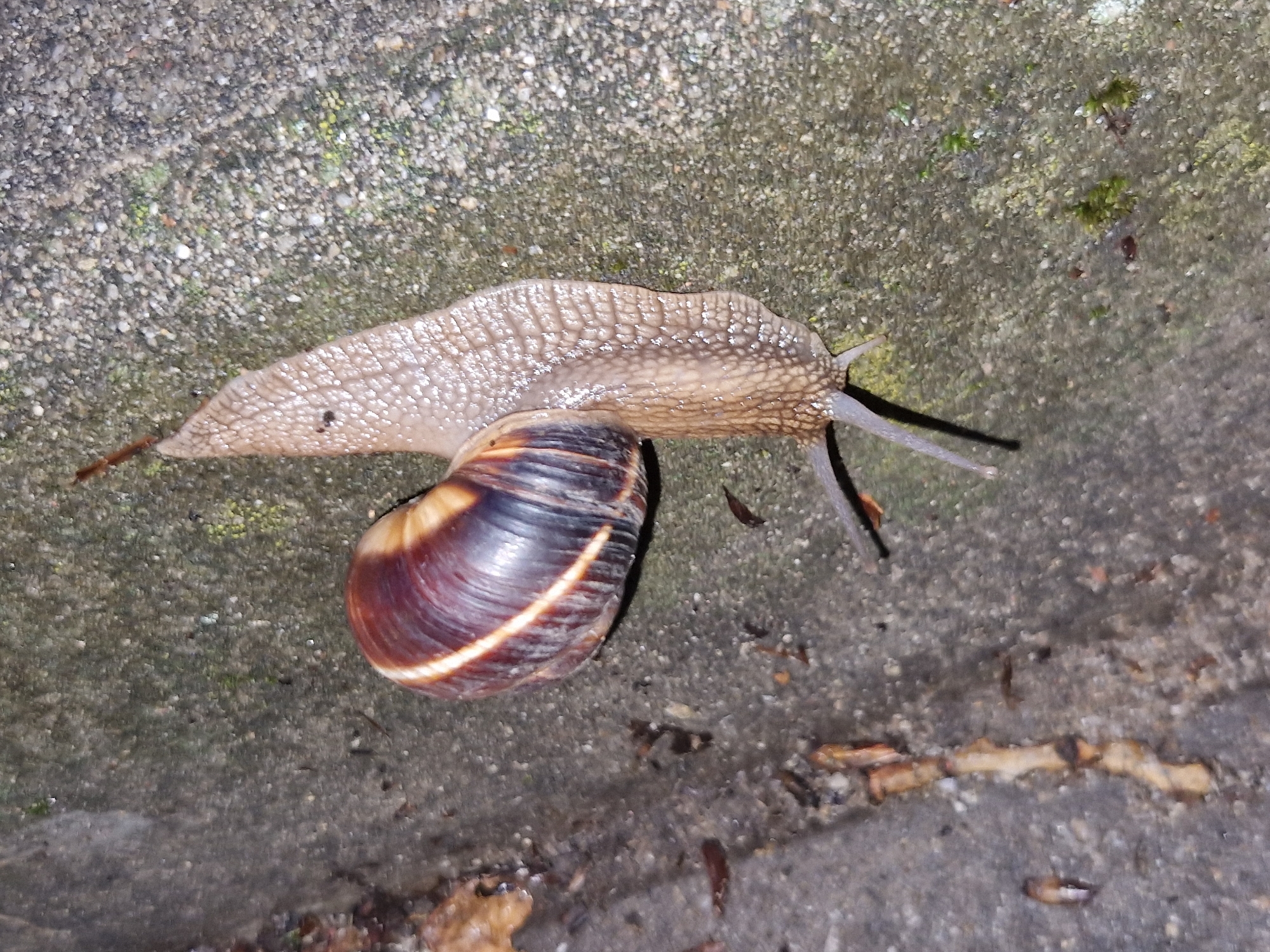 A Roman snail is pictured on a textured, gray concrete surface, likely a sidewalk or pavement. The snail is oriented vertically, with its shell at the top and its body extending downwards. The shell is coiled and displays a glossy, reddish-brown and dark brown striped pattern with a thin, light beige band running diagonally across it. The snail's body is a pale, translucent tan color with visible texture, and two short, dark tentacles extend from its head. Small pieces of organic debris, possibly leaves and twigs, are scattered on the concrete around the snail. The concrete itself is uneven, with visible small stones and patches of green moss. The lighting suggests it might be evening or a dimly lit area. The background is also concrete, with a slightly different texture and color variation. The overall scene is a close-up, eye-level view of the snail and its immediate environment. The image does not contain any identifiable landmarks or contextual clues to pinpoint a specific location within Sofia, Bulgaria.