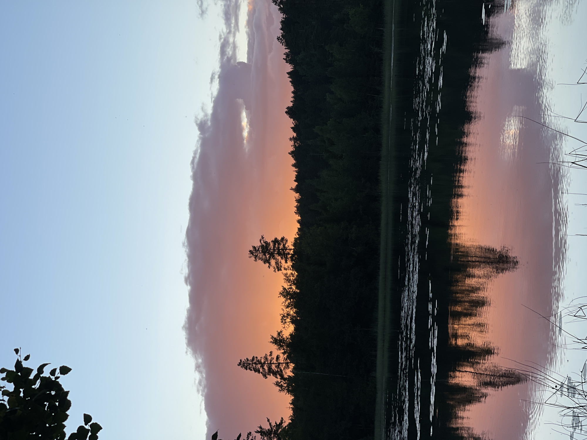 This is a vertical, eye-level shot of a tranquil lake at sunset. The sky transitions from a pale blue at the top to a vibrant orange and pink as it meets the treeline. A large, fluffy cloud in the upper middle of the frame catches the sunset colors, glowing pink and orange. Silhouetted pine trees rise above a dense, dark green forest that forms the treeline along the edge of the lake. The water's surface is calm, reflecting the colorful sky and the dark silhouettes of the trees. Lily pads are scattered across the water in the foreground, and tall reeds grow along the near bank. A dark tree branch with leaves juts in from the upper left corner of the frame, partially obscuring the sky. The overall scene evokes a sense of peace and natural beauty.