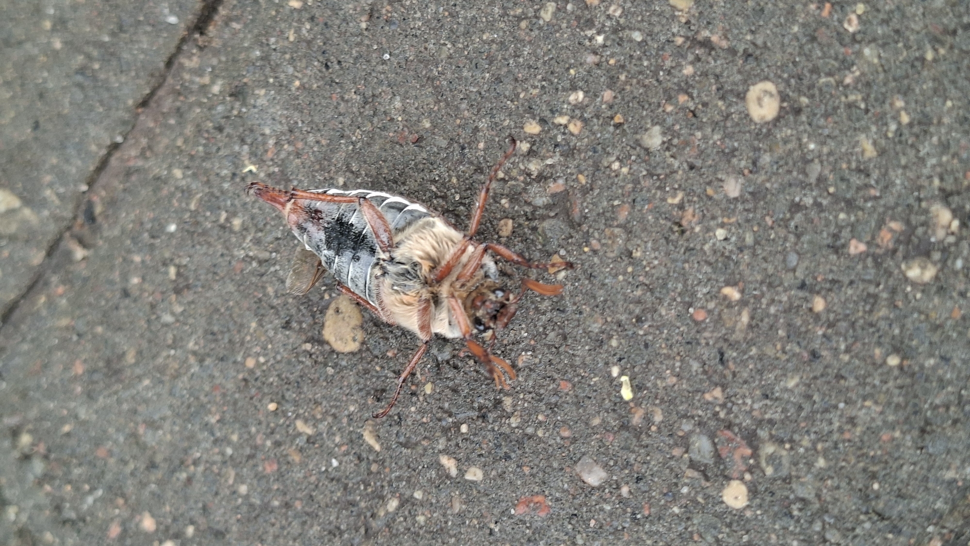 A dead May bug lies upside down on a gray asphalt surface in Забалоцкі сельскі Савет, Belarus. The insect's white and gray abdomen is visible, along with its brown legs and hairy thorax. The asphalt surface is textured with small pebbles and a crack is visible on the left side.