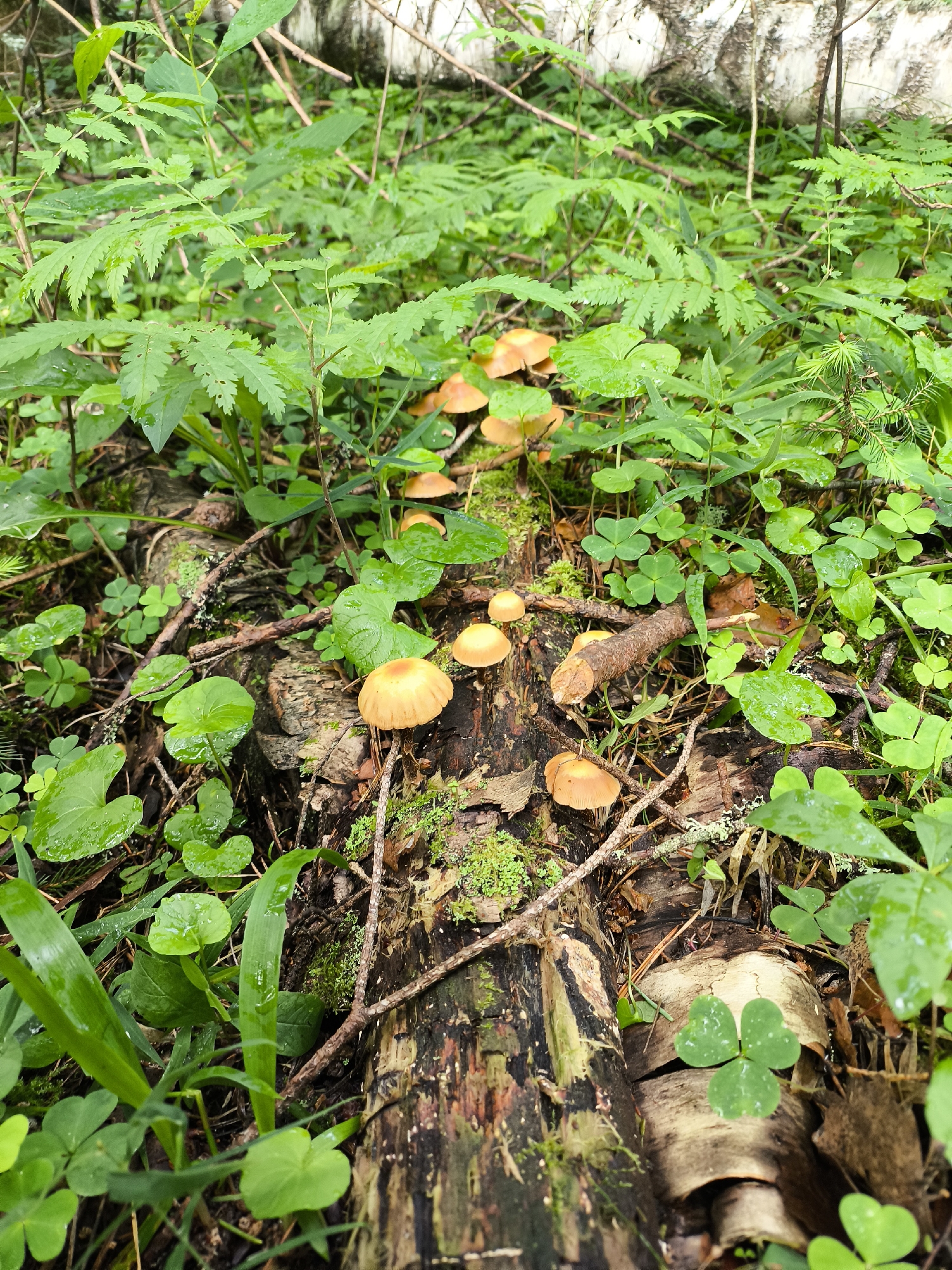 In the city of Unknown, Unknown, a close-up, low-angle shot captures a cluster of small, light orange mushrooms growing on a fallen, moss-covered log. The mushrooms are scattered across the log, with some appearing in clusters and others individually. The surrounding environment is lush and green, with various types of foliage, including ferns and clover-like plants with heart-shaped leaves, also appearing wet. The background is blurred, with hints of a birch tree trunk visible. The scene appears to be in a natural, forest-like setting, possibly after a rainfall.