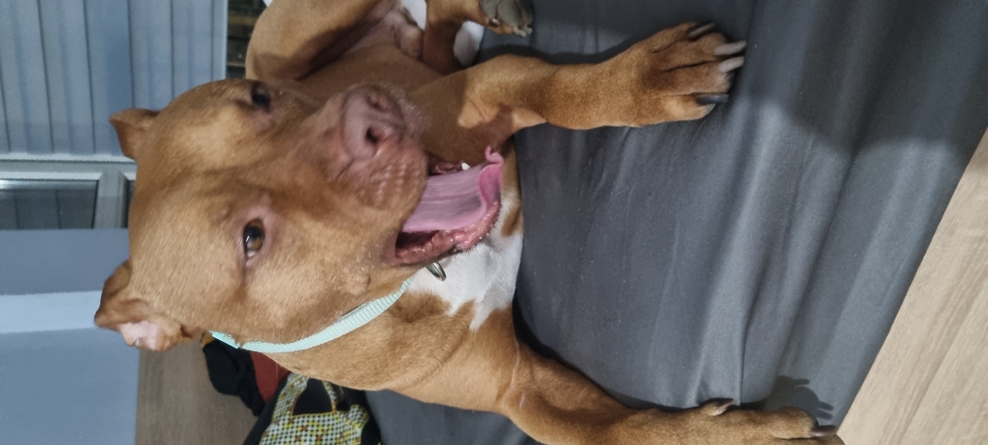 A tan and white Pitbull-type dog is lying on a gray bed, possibly in a bedroom. The dog is wearing a light blue collar and has its tongue hanging out of its mouth. The dog is facing the camera and has its front legs outstretched. To the left of the dog is a window, and to the right of the bed is a wooden floor. The location is Unknown, Unknown.