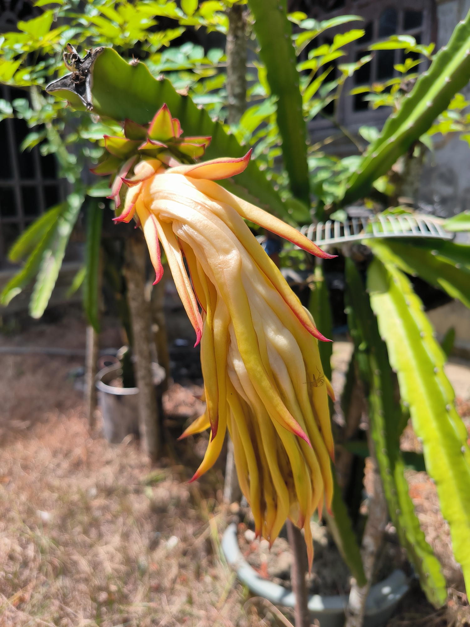A close-up captures a dragon fruit flower in Merbopuntong, Indonesia. The flower, predominately cream and yellow, hangs downward with red tips on its outer petals. It's attached to a cactus-like plant with thick, green segments. The background is a mix of green foliage and a building wall visible through the plant. The ground is covered in dried grass and leaves. A bucket is partially visible behind the flower.