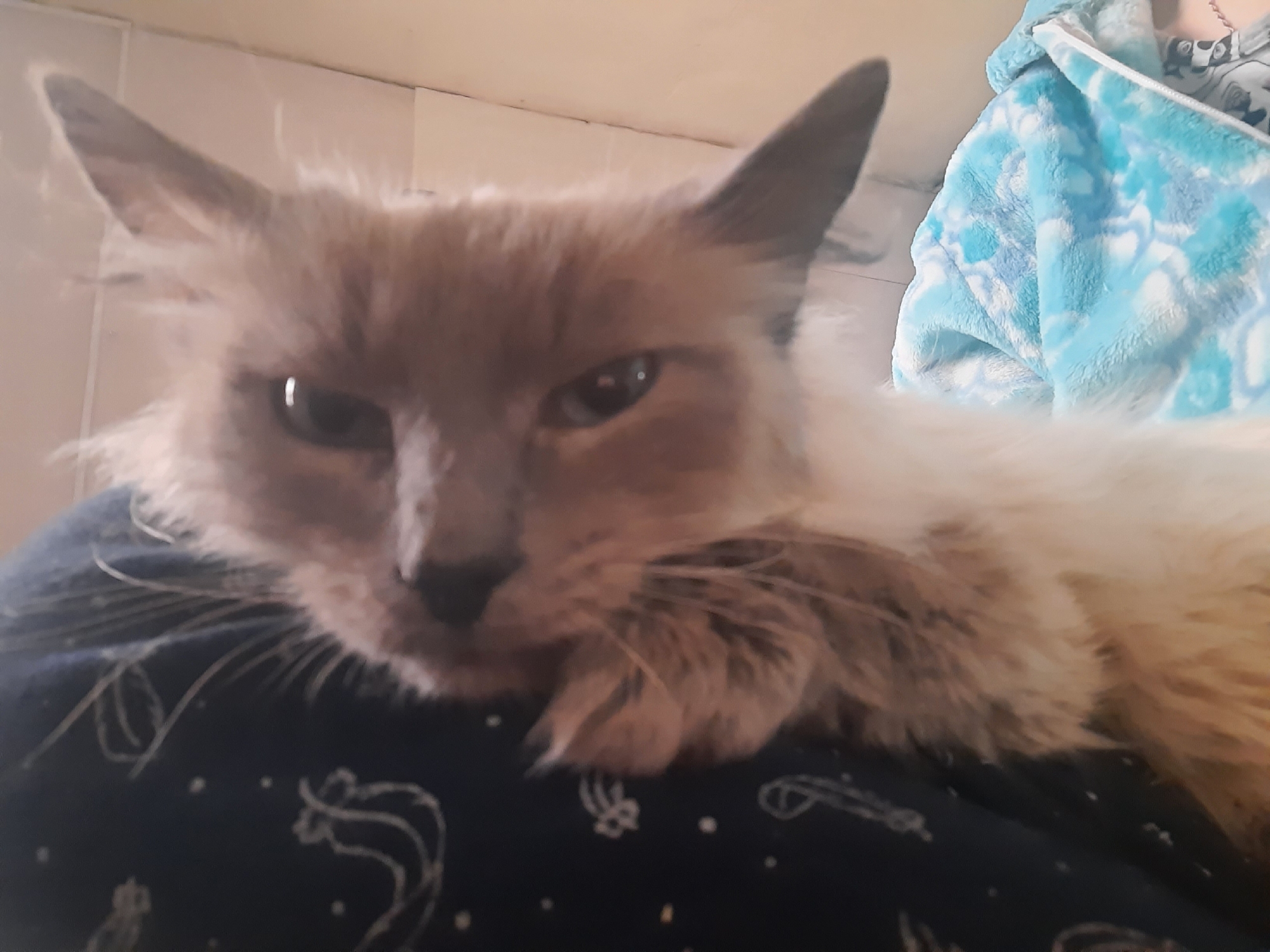 A cat rests on a person's lap. The cat has beige and brown fur, pointed ears, and is looking towards the camera. The person's lap is covered with dark blue pajamas with white constellation designs. Another person wearing a blue and white fleece hoodie is partially visible behind the cat. The location is Krasnogorskoye, Russia, but no specific details within the city are discernible from the image.