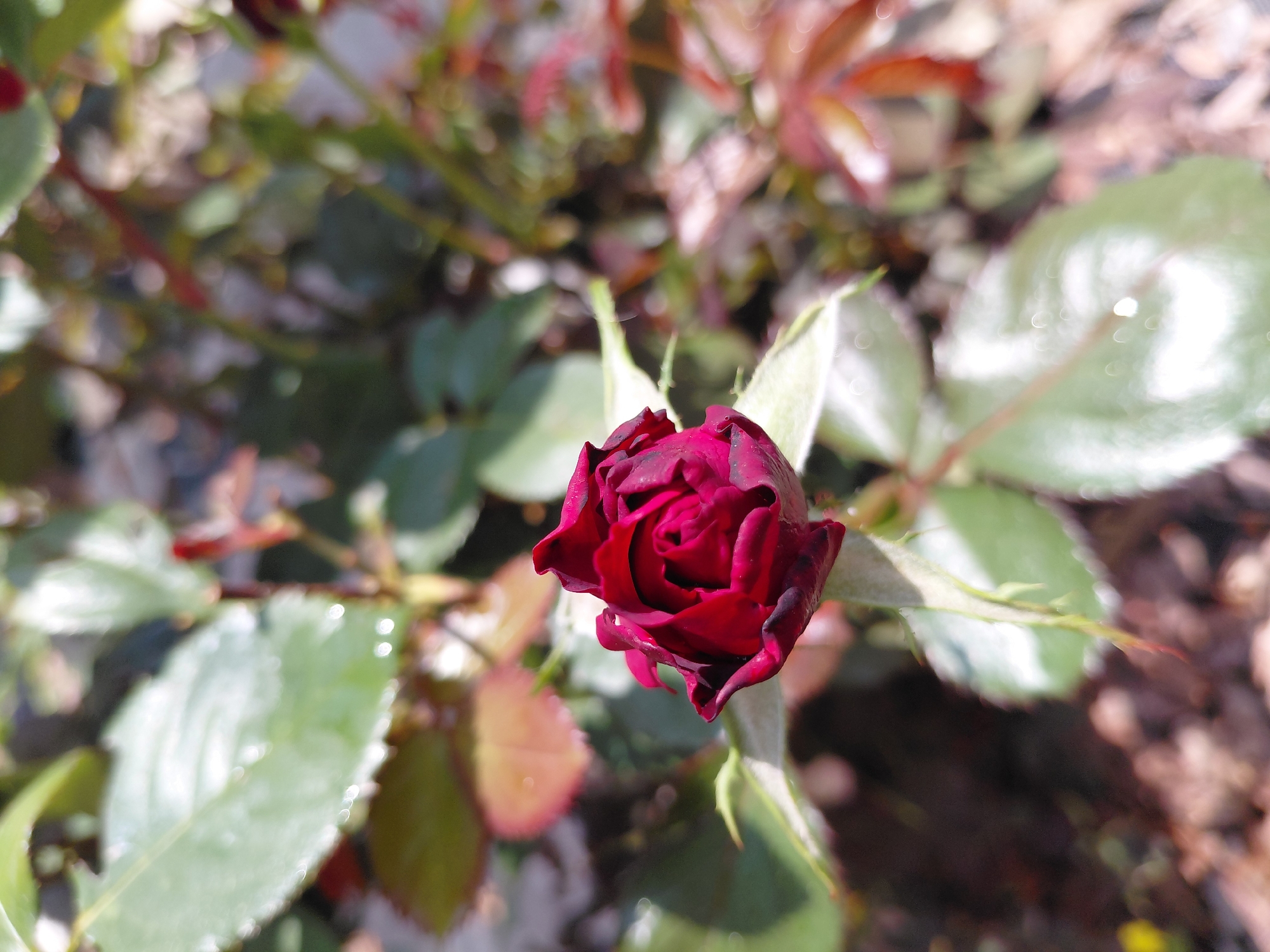 The image shows a close-up of a dark red rosebud. The rosebud is partially unfurled, revealing intricate petals. It is surrounded by green leaves, some of which have water droplets on them, suggesting recent rain or dew. The background is blurred and consists of more foliage, brown soil, and hints of other reddish-brown leaves, indicating an outdoor setting in a garden or park. The lighting suggests it is daytime, with sunlight creating highlights on the leaves. The image was taken in Novosibirsk, Russia, specifically in the city's Botanical Garden, located in the Akademgorodok district.