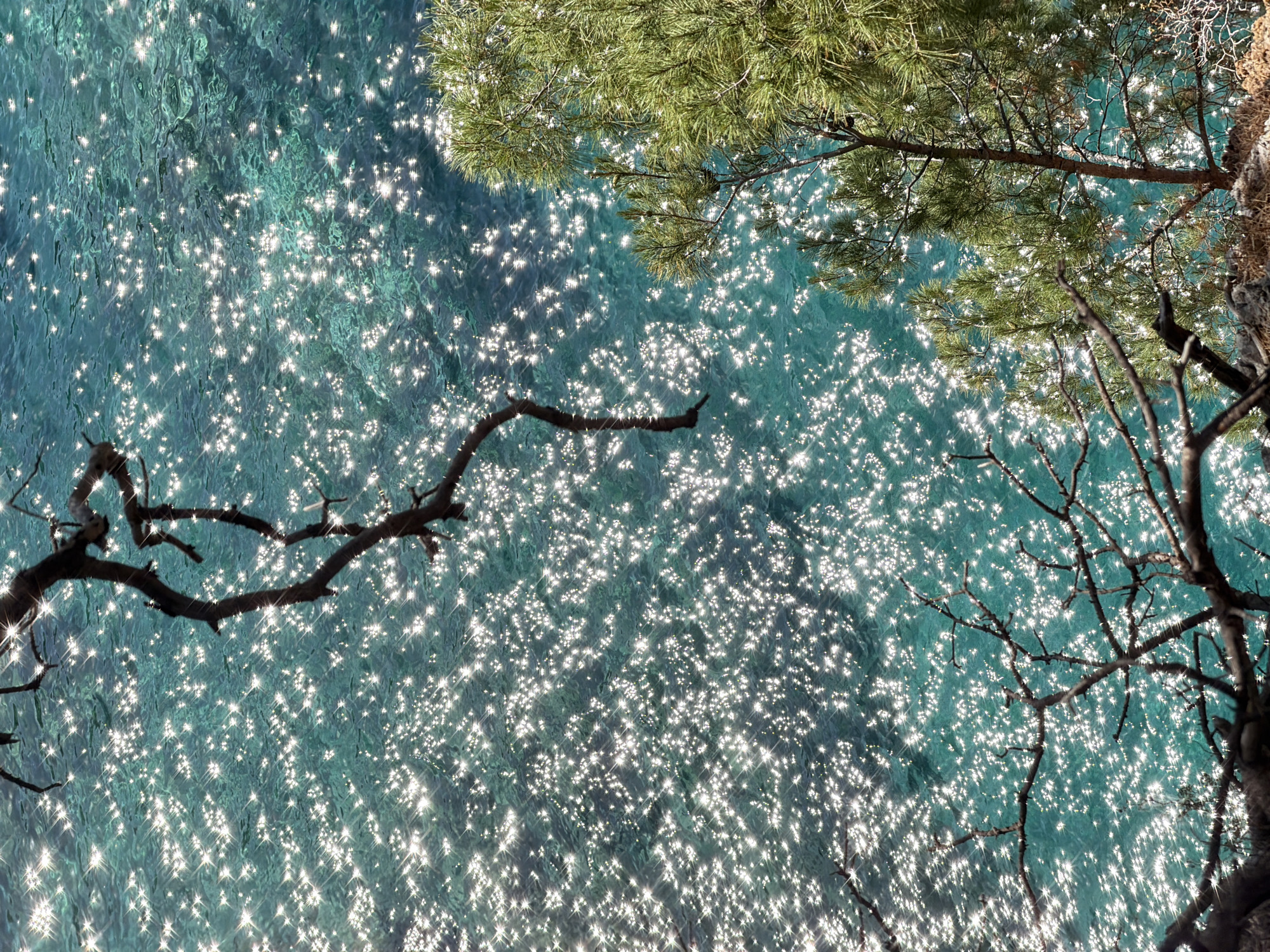 The image, taken from a low angle, features a view of the Adriatic Sea glistening in the sunlight. The turquoise water sparkles with countless bright reflections. In the foreground, silhouetted tree branches frame the scene. A pine tree with green needles occupies the upper right corner, while bare branches stretch across the left side. The location is Petrovac centar, Montenegro, evident from the characteristic coastal scenery. The interaction between the sunlight, water, and trees creates a vibrant and dynamic composition.
