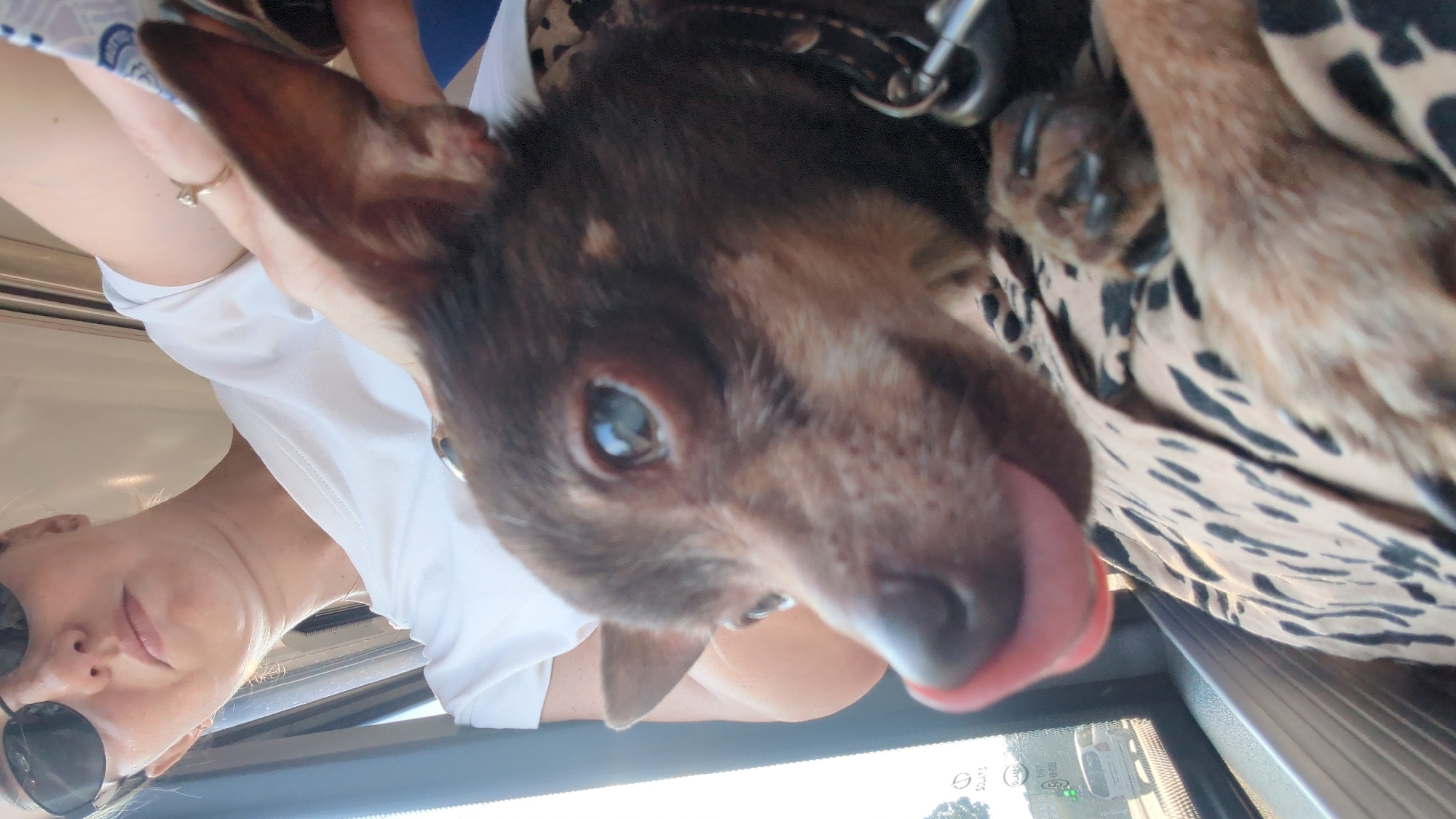 A close-up, shallow depth-of-field photograph shows a small, brown-and-tan dog with its pink tongue sticking out, held by an unseen person. The dog is wearing a dark collar with a metal ring. The person is wearing a white t-shirt and sunglasses, with a ring on their left hand. The background suggests the subjects are inside a vehicle, possibly a bus, as indicated by the window on the left showing a blurred view of the exterior, including a white car and some greenery. The lighting suggests it is daytime. There is no specific information within the image to determine the location in the city of Chișinău, Moldova.
