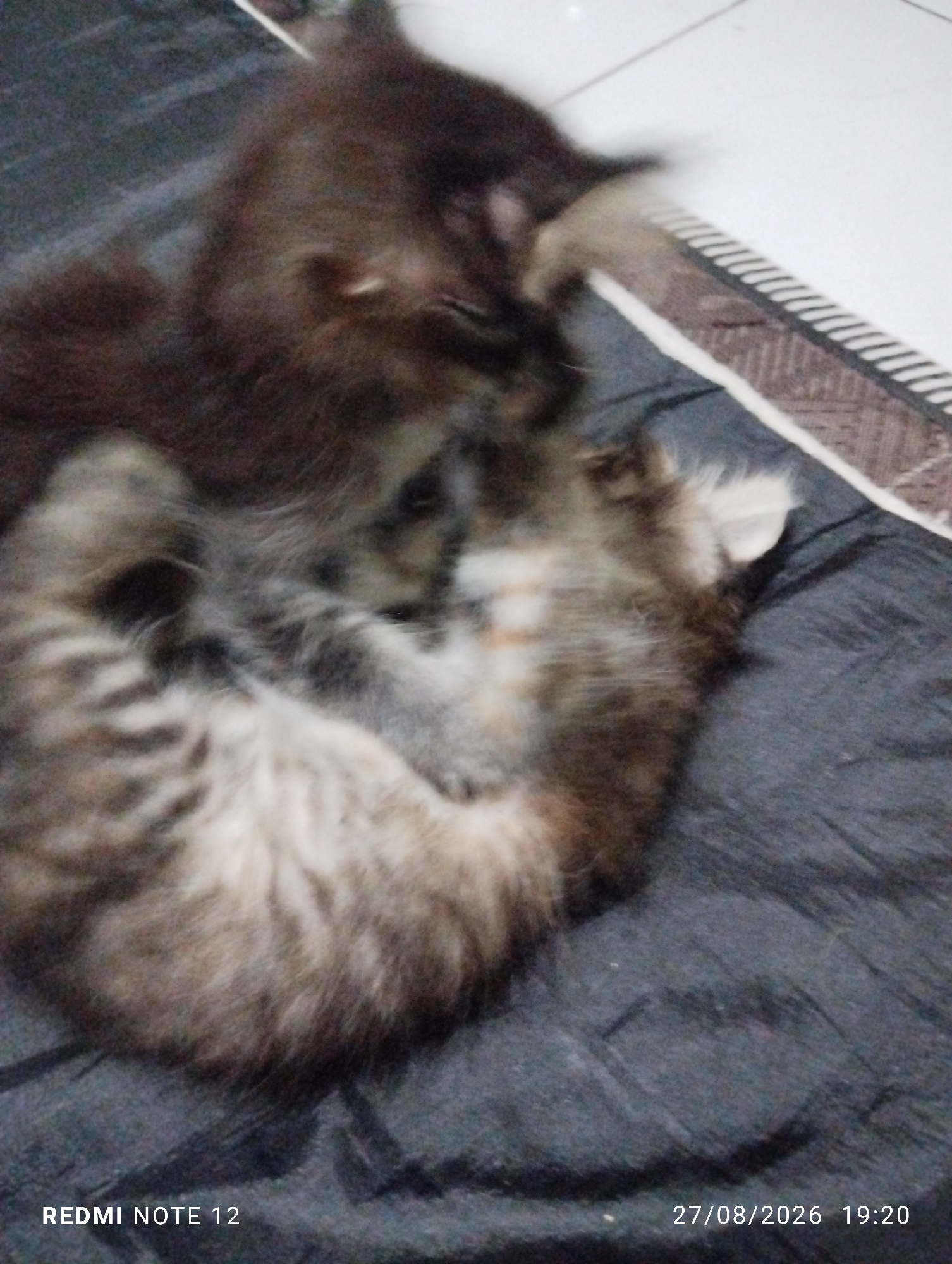 Two long-haired kittens are interacting on a dark-colored fabric surface. The kitten in the foreground is curled into a ball, displaying tabby markings on its back and tail. Its fur appears fluffy and a mix of brown, grey, and white. The kitten behind it is primarily dark brown, with some lighter fur visible around its face and head. The background consists of a light-colored tiled floor with a woven mat. The bottom of the image contains a timestamp and text overlay indicating "REDMI NOTE 12" and "27/08/2026 19:20". The scene is likely indoors.