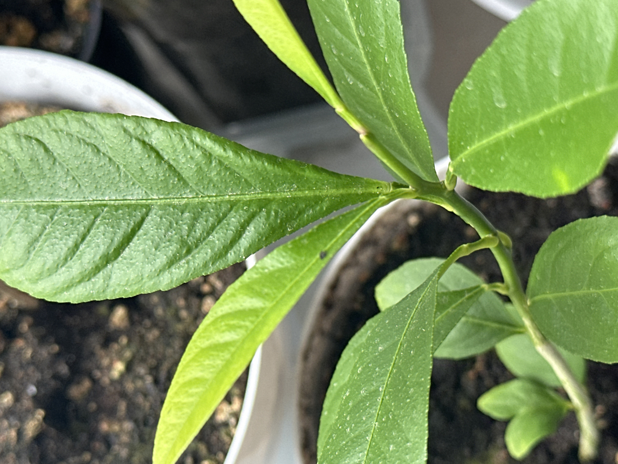 This is a close-up, high-angle photograph of a young green plant with multiple leaves. The plant appears to be in a pot containing dark soil. The lighting is natural and diffused, creating soft shadows. The focus is on the plant's foliage and stem. The background is blurred, showing more soil and the edge of a white pot. The image does not contain any information about its location in Nevinnomyssk, Russia.