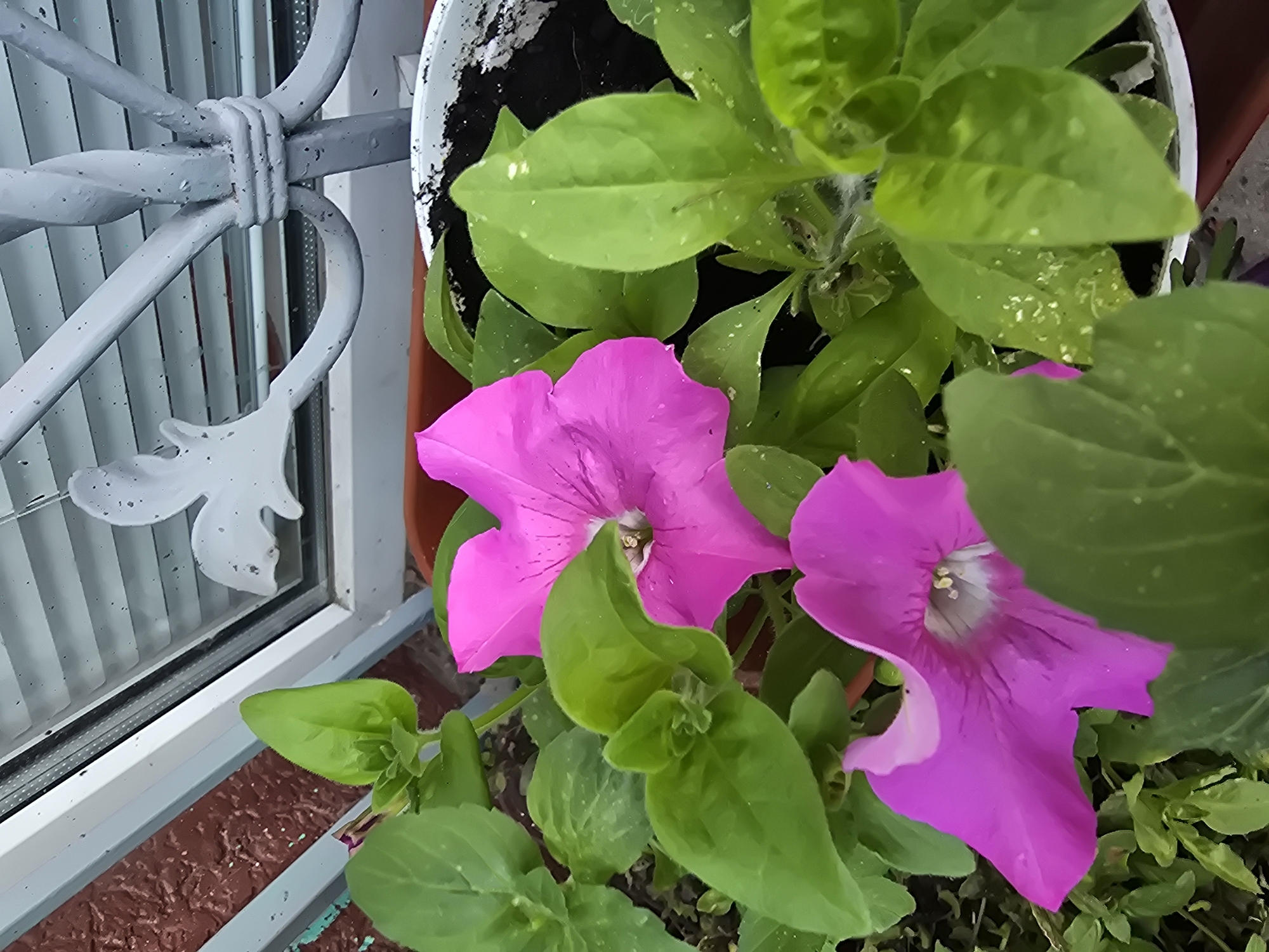 The image captures a close-up view of vibrant pink petunias in a pot, likely on a balcony or windowsill in Sofiivska Borshchahivka, Ukraine. The flowers, characterized by their trumpet shape and delicate veins, are surrounded by lush green foliage. In the background, a window with horizontal blinds is visible, along with a decorative, ornate metal railing that appears to be part of a window guard or balcony enclosure. The overall scene is one of domestic greenery set against an urban backdrop.