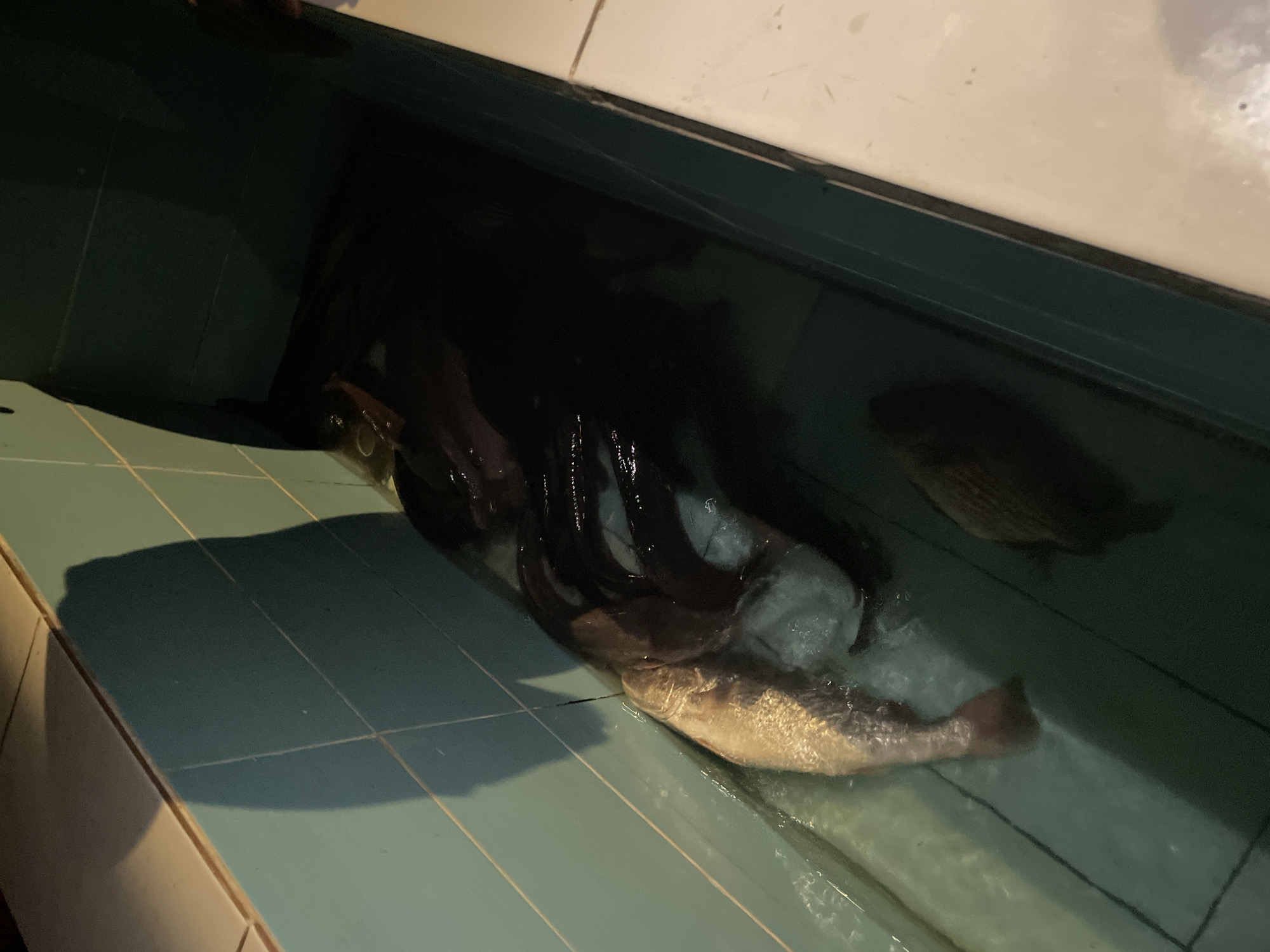 Inside a dark, possibly refrigerated, aquatic holding tank, several dark-colored eels writhe among clear ice chunks. Below the mass of eels lies a single, silvery-grey fish with a pinkish tail. The holding tank has a blue tile floor and a light-colored upper rim. The exact location in Akwanga, Nigeria is unknown.