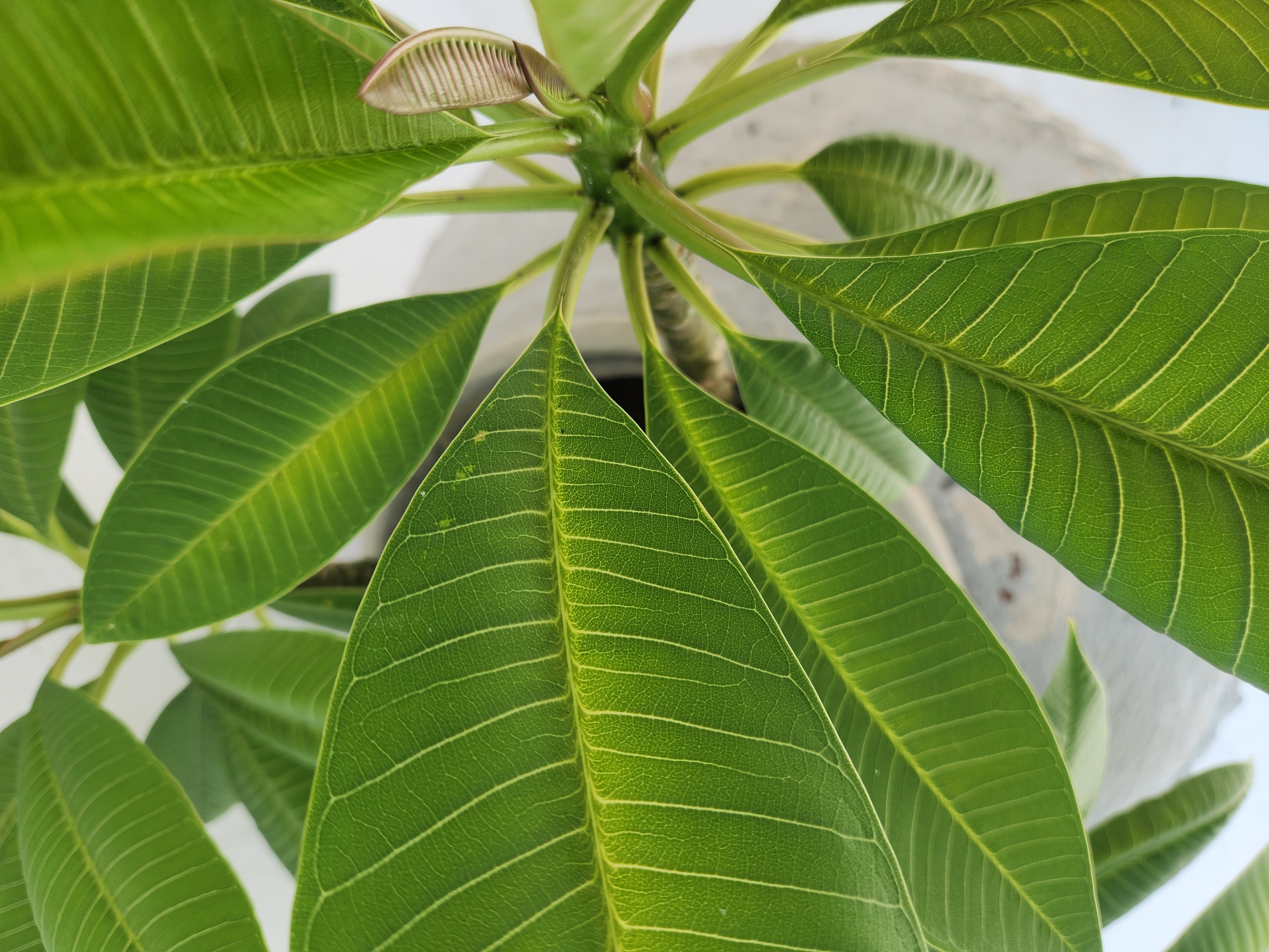 A close-up, overhead shot captures the vibrant green leaves of a plumeria plant. The leaves are broad and ovular, with prominent, lighter green veins that form a parallel pattern. The texture of the leaves appears slightly leathery, with a subtle sheen. Several leaves overlap and fan out from a central stem, which is also green and somewhat woody. A new, tightly furled leaf, tinged with a reddish-brown hue, is visible towards the upper right of the frame, emerging from the center of the plant. The background is softly blurred, with hints of a light-colored surface that could be a pot or a wall, and a muted gray area suggesting a planter. There are no people or animals present in the image. The lighting appears natural, highlighting the rich green tones of the foliage.