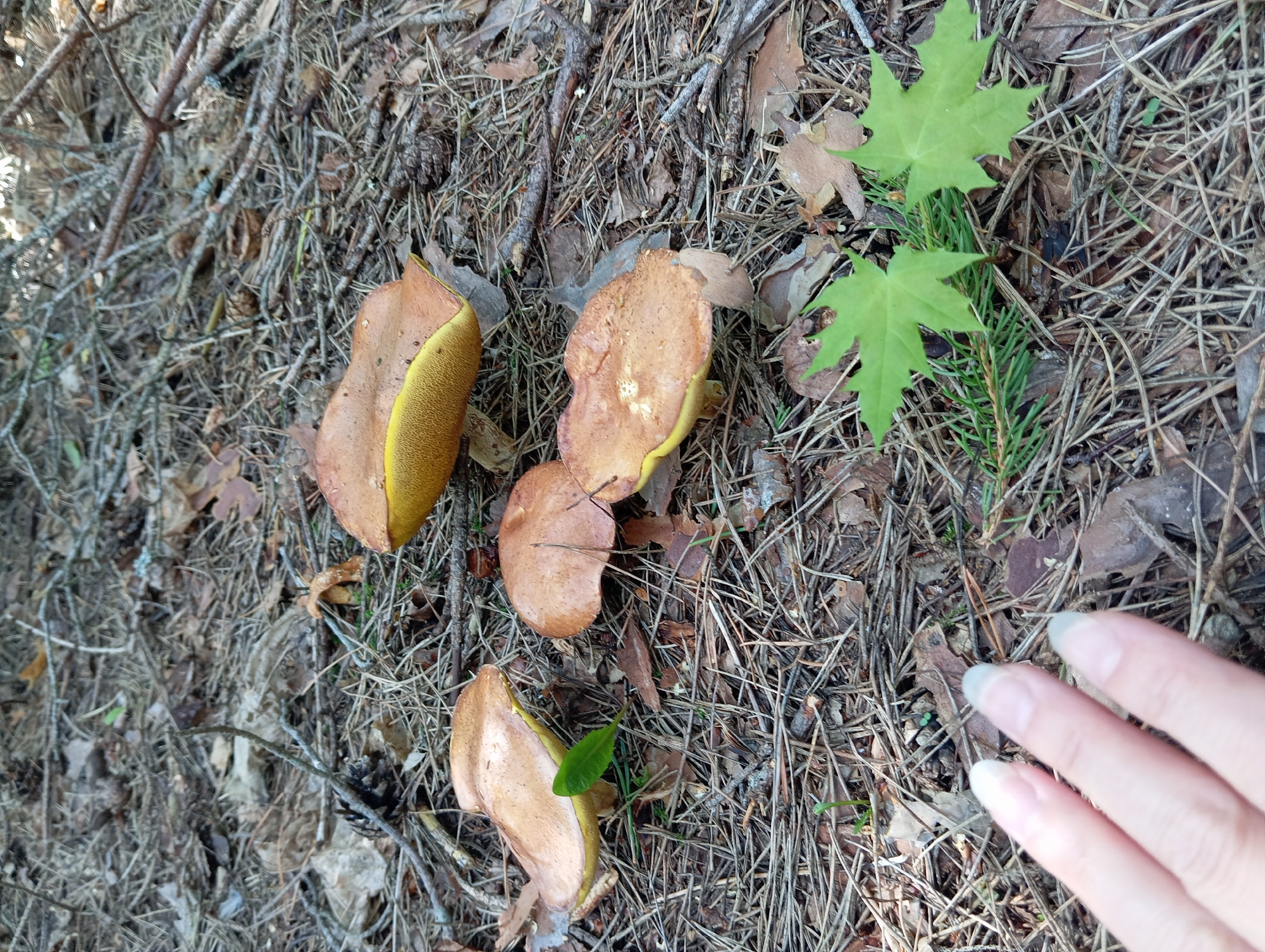 The image shows several edible mushrooms on the forest floor. The mushrooms have brown caps and yellow undersides. They are surrounded by pine needles, twigs, and leaves. In the foreground, a human hand with light skin and short, natural-colored fingernails is visible, with the fingertips of three fingers in focus. Two bright green maple leaves and a sprig of evergreen are also in the foreground. The location is identified as Mołowiste, Poland.