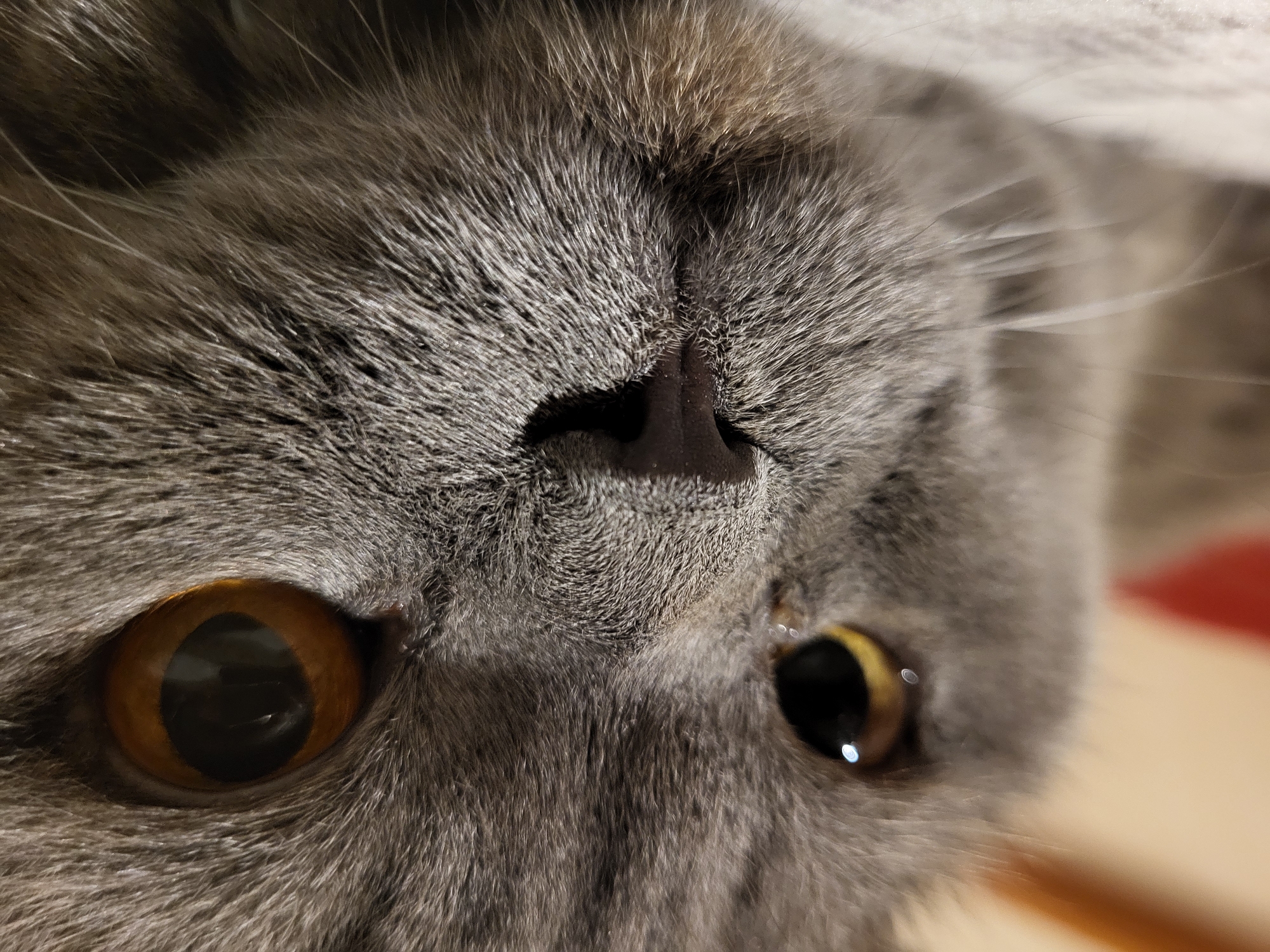 A close-up, inverted view focuses on the face of a gray cat. The cat's fur is dense and gray, covering most of the frame. A black nose is centered. The cat's eyes are amber and visible on either side of the nose. The left eye is closer to the frame's edge. The background is out of focus. The scene is situated at an indeterminate location in the city of Unknown, Unknown.